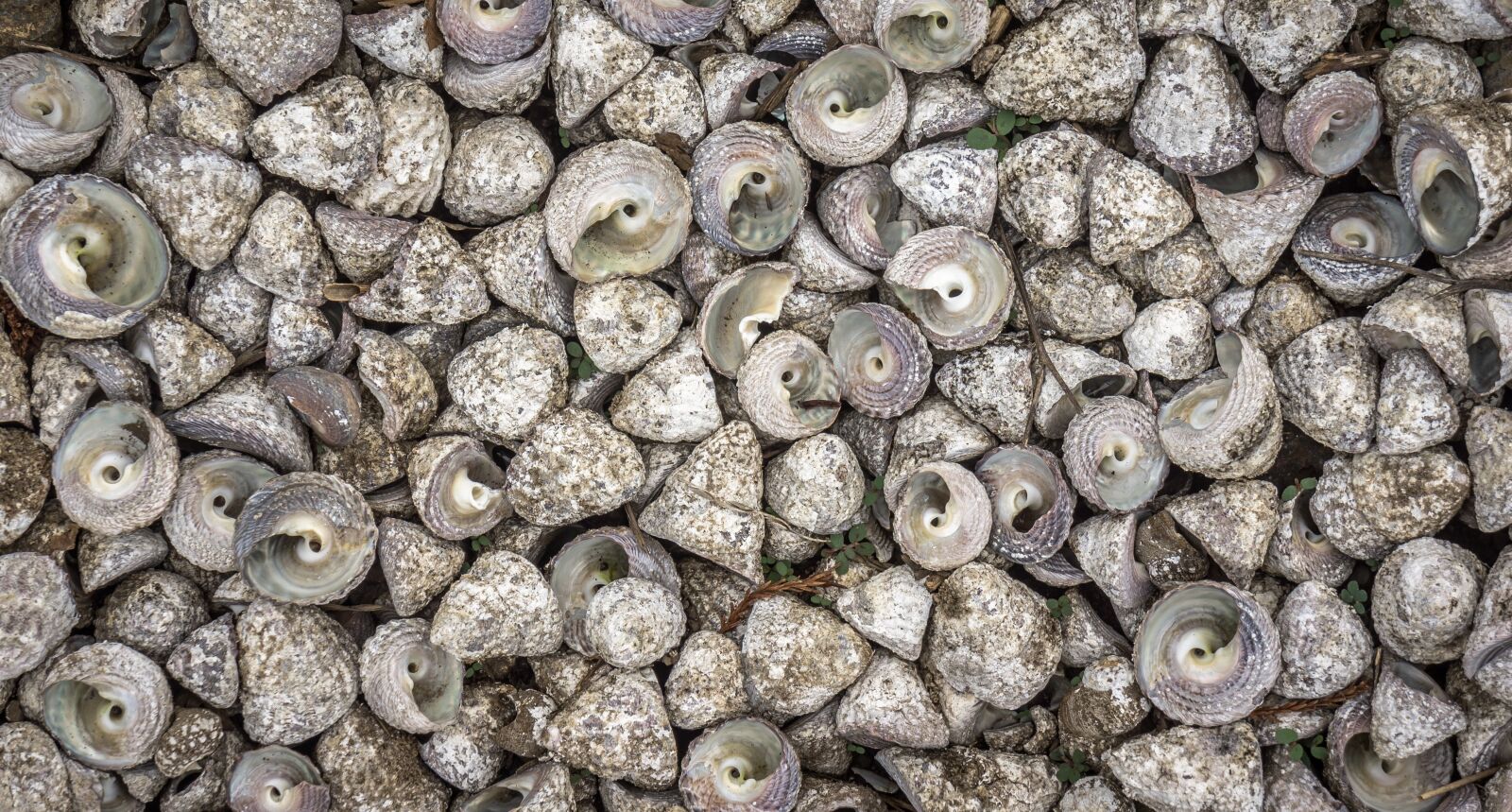 Sony Alpha NEX-5N sample photo. Clam, sea, shell photography