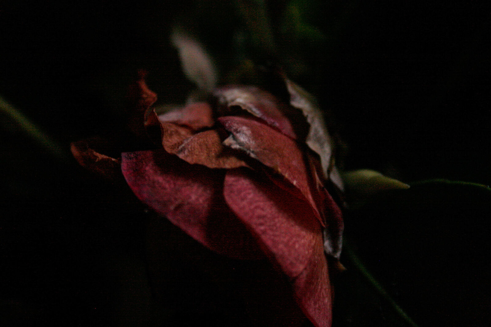 Canon EOS 20D sample photo. Art, dark, fine, art photography