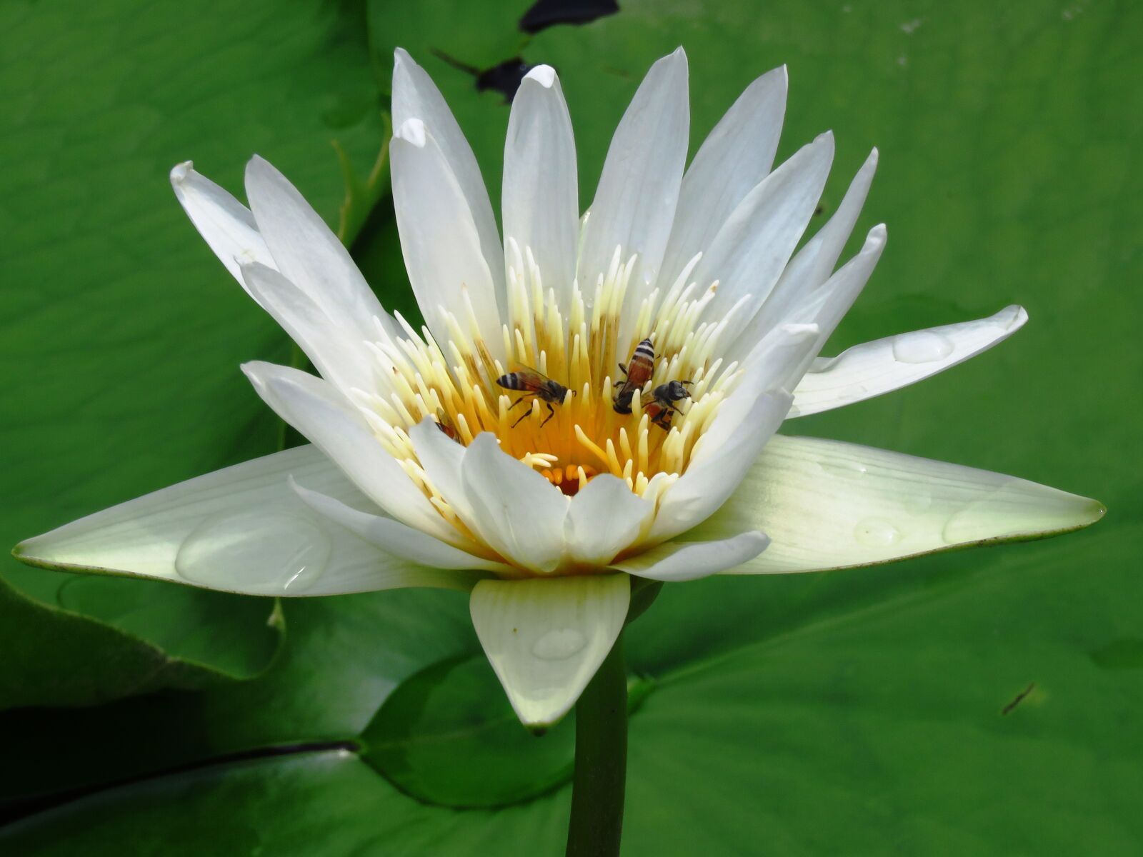 Canon PowerShot SX60 HS sample photo. Lilly, flower, honeybee photography