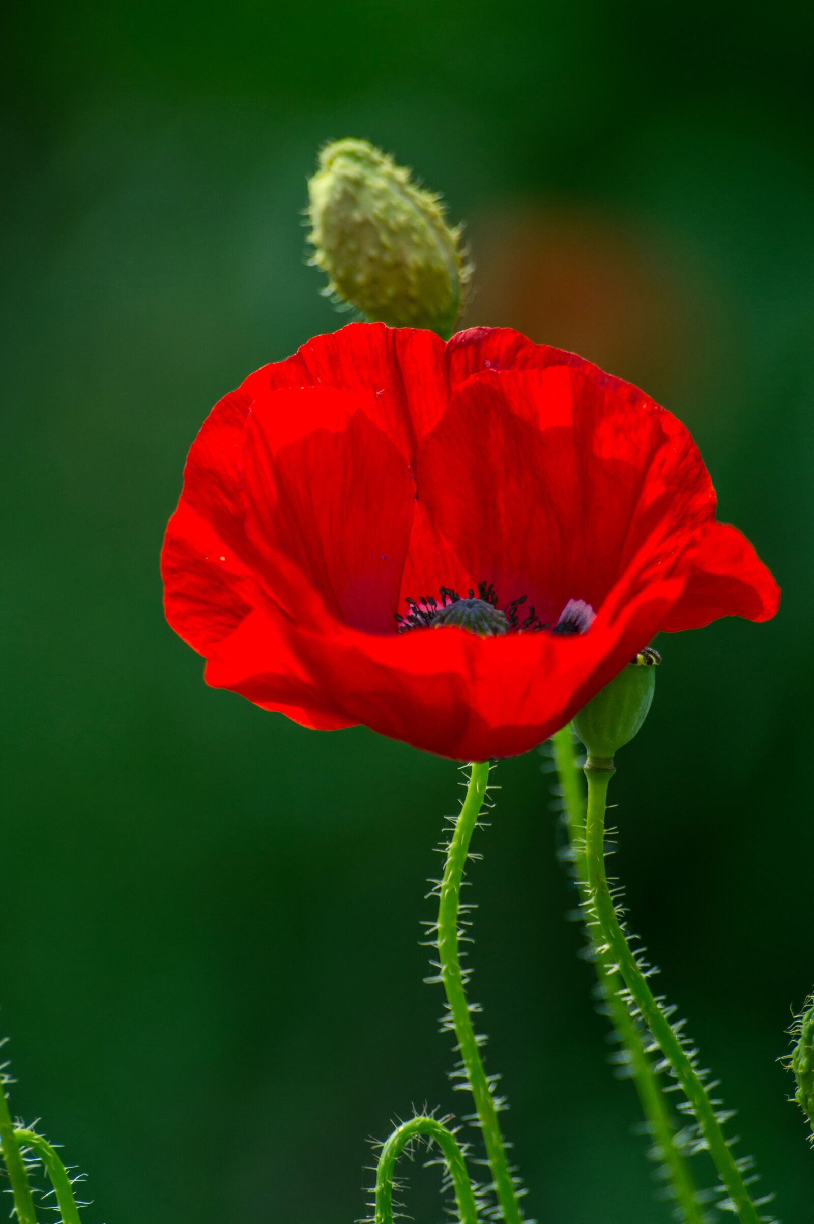 Nikon D3200 sample photo. Poppy, flower, plant photography
