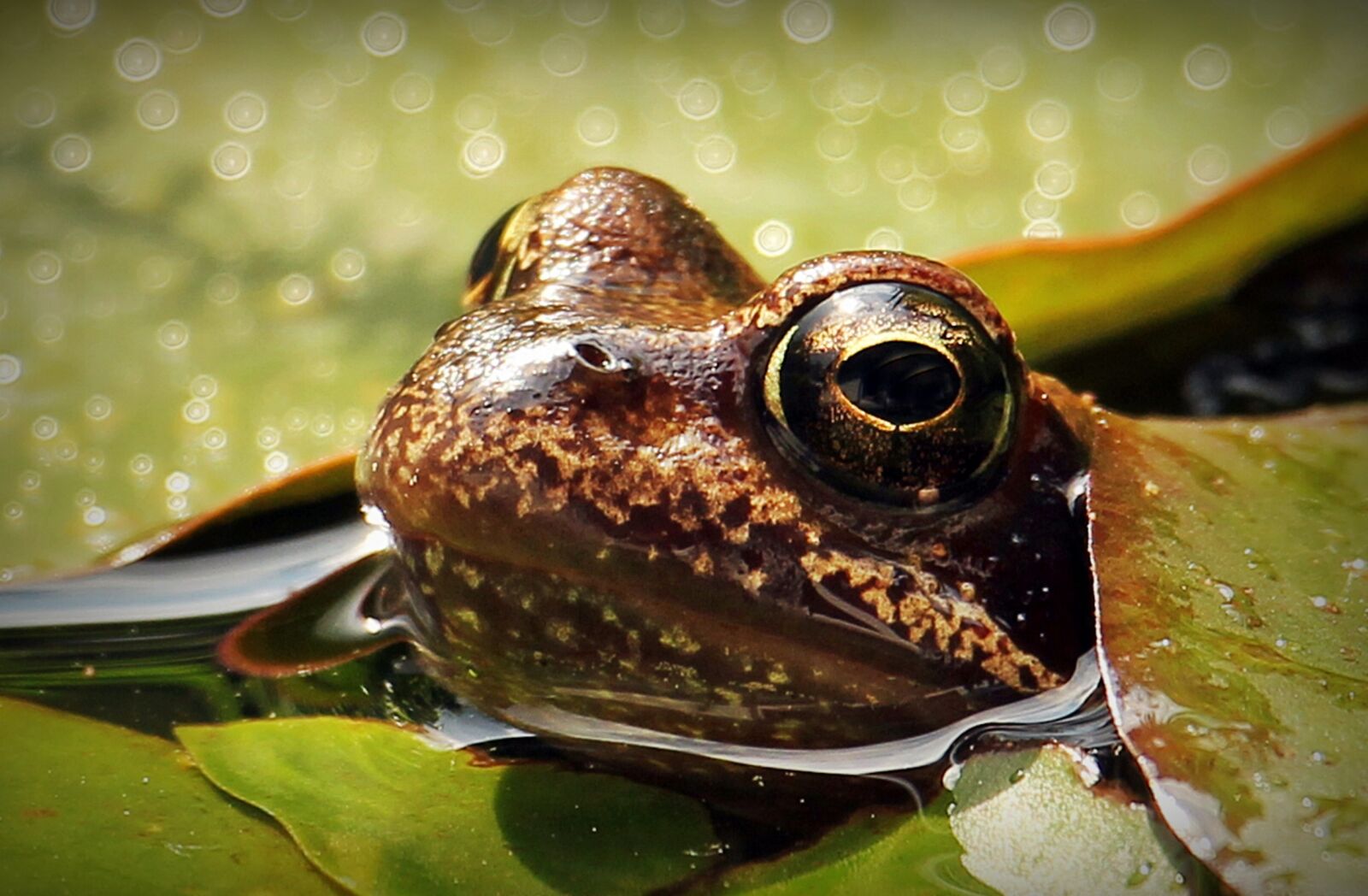 Canon EOS 550D (EOS Rebel T2i / EOS Kiss X4) sample photo. Frog, water lilies, nuphar photography