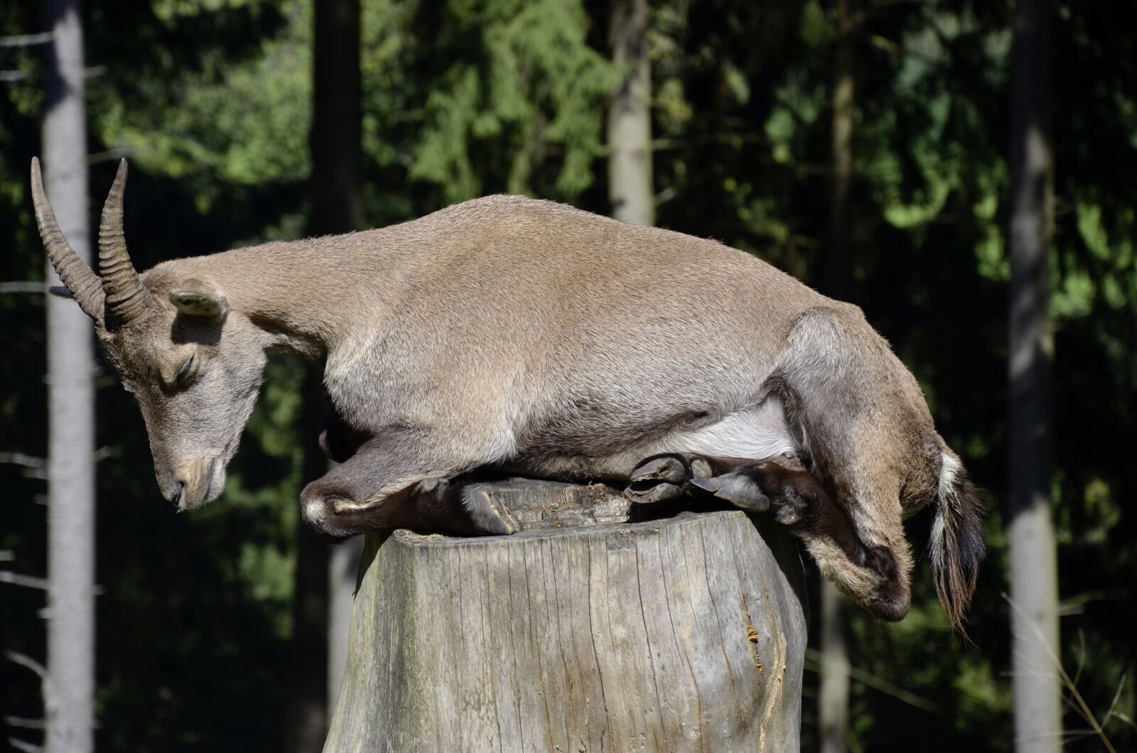 Nikon D5100 sample photo. Capricorn, sleep, tree stump photography