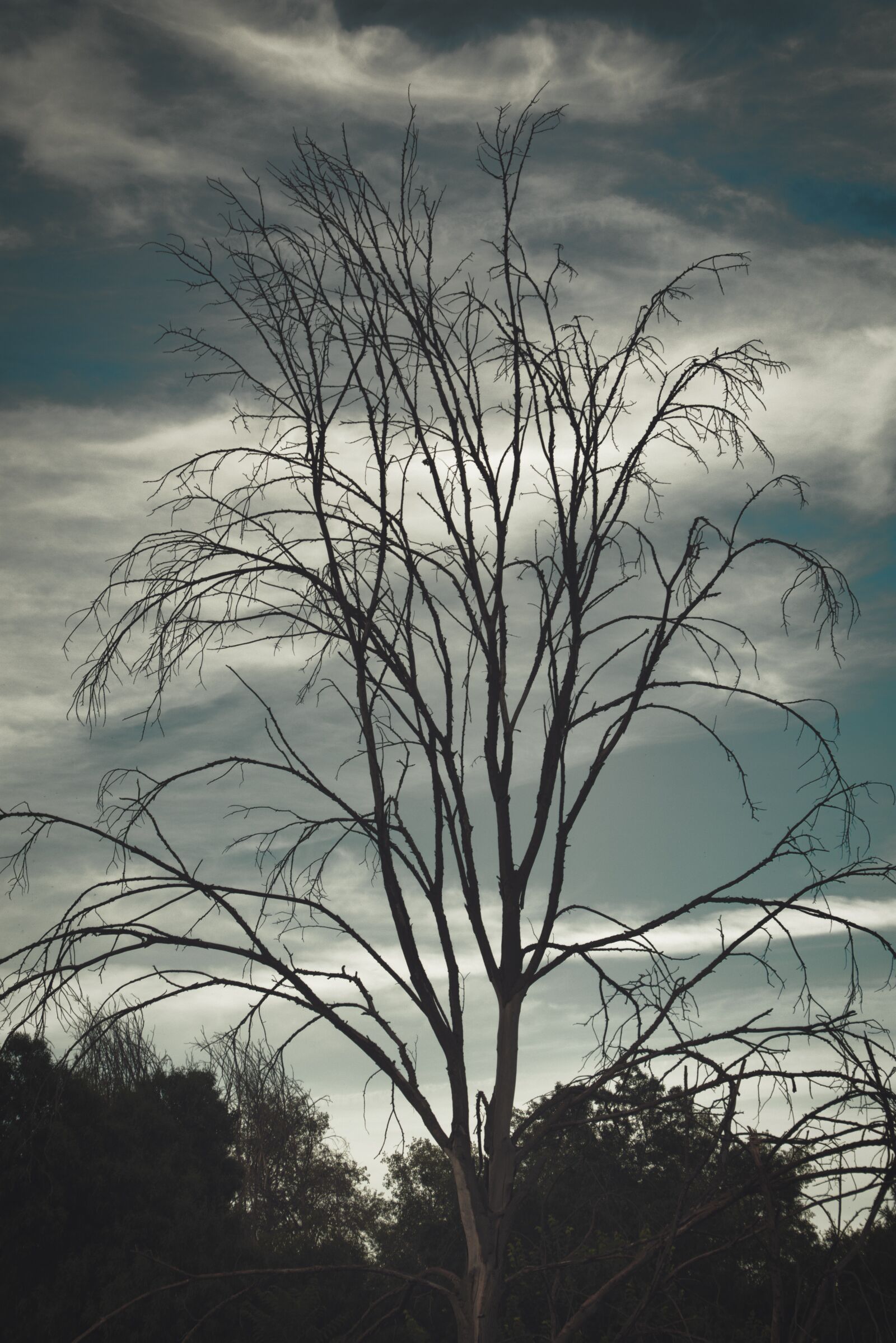 Nikon D7200 sample photo. Tree, nature, landscape photography