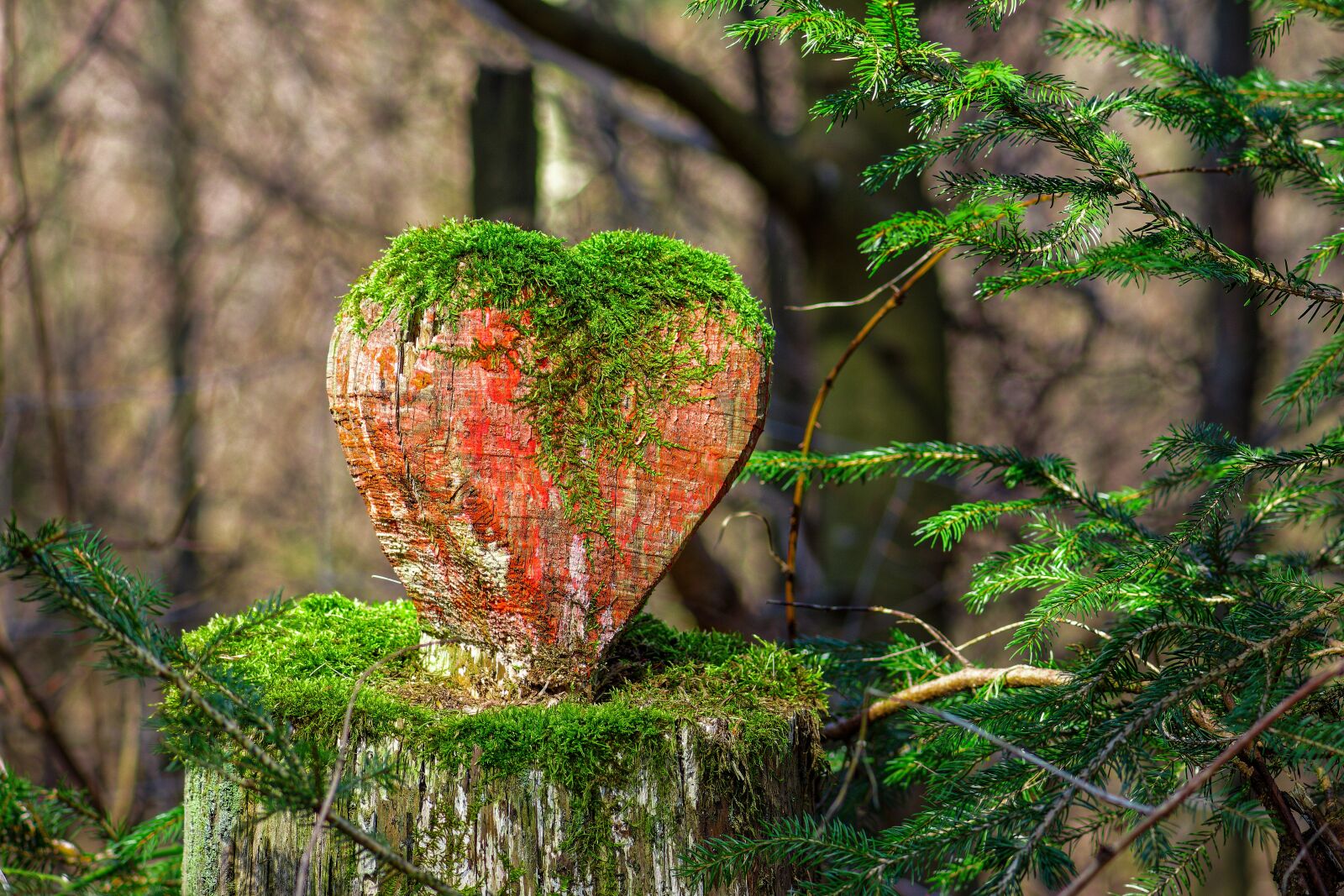 Nikon D7200 sample photo. Heart, moss, love photography