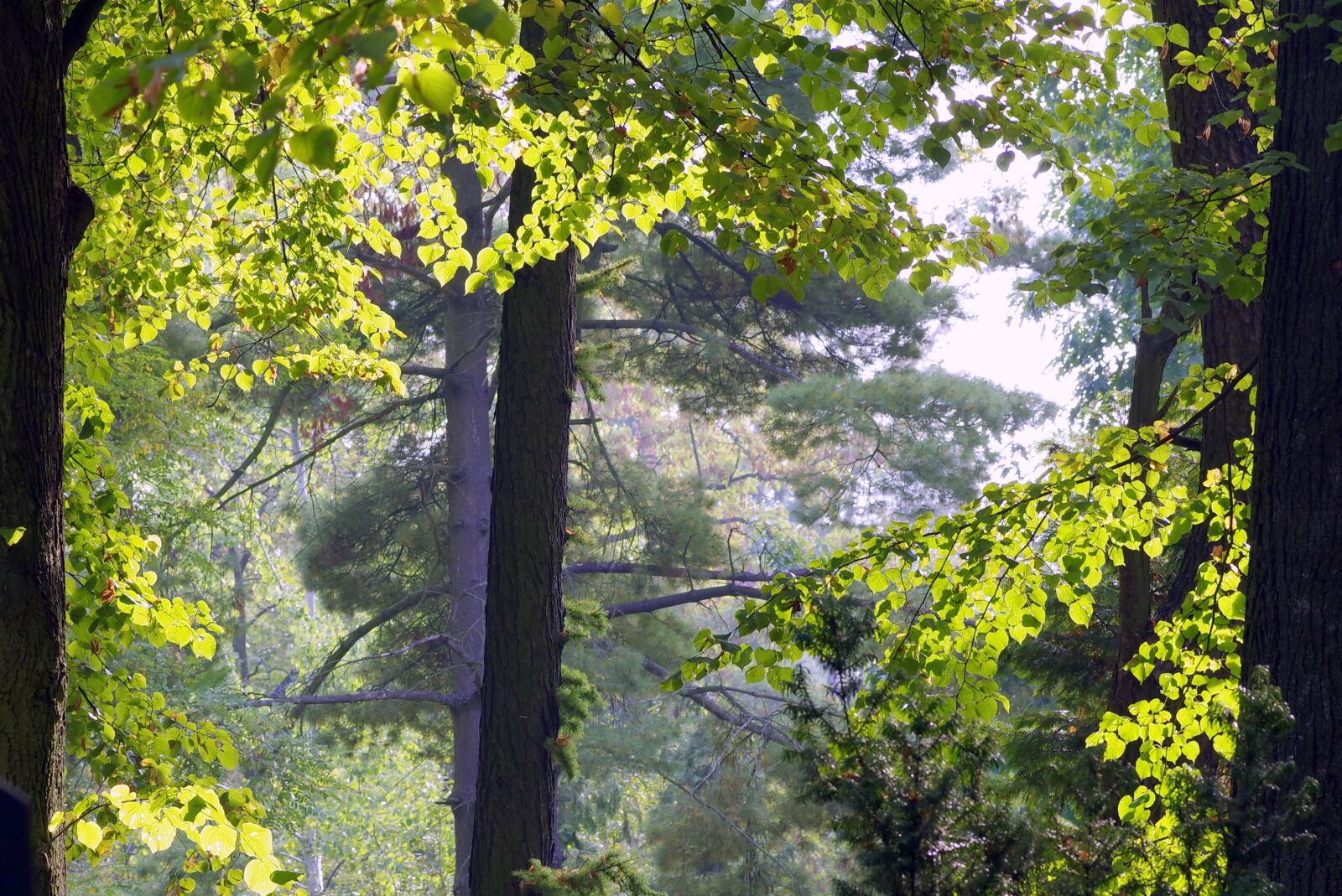 Pentax K-S2 sample photo. Autumn, forest, gold photography