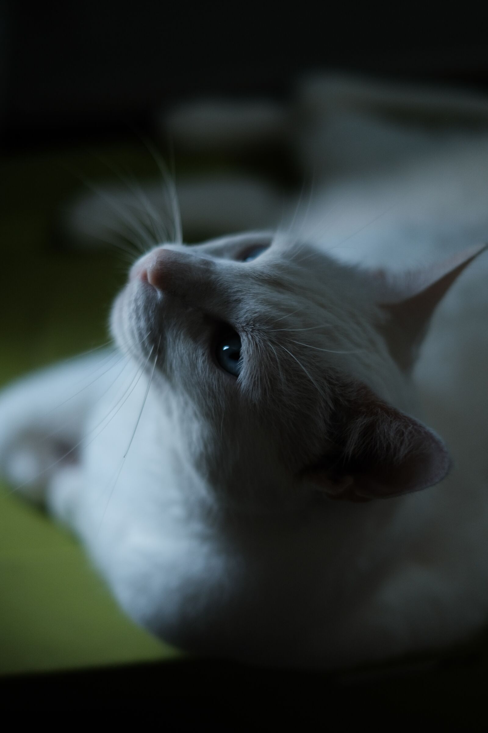 Fujifilm X-T3 sample photo. Cat, pet, whitecat photography
