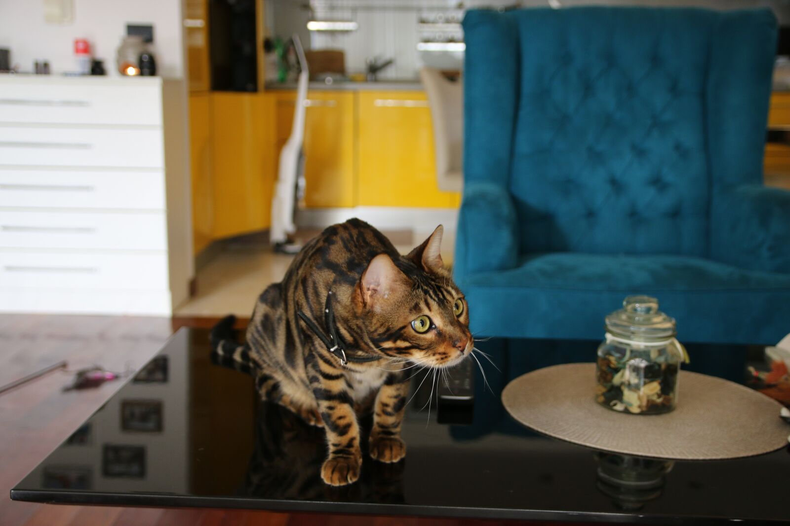 Canon EOS 70D sample photo. Bengal, bengal cat, tiger photography