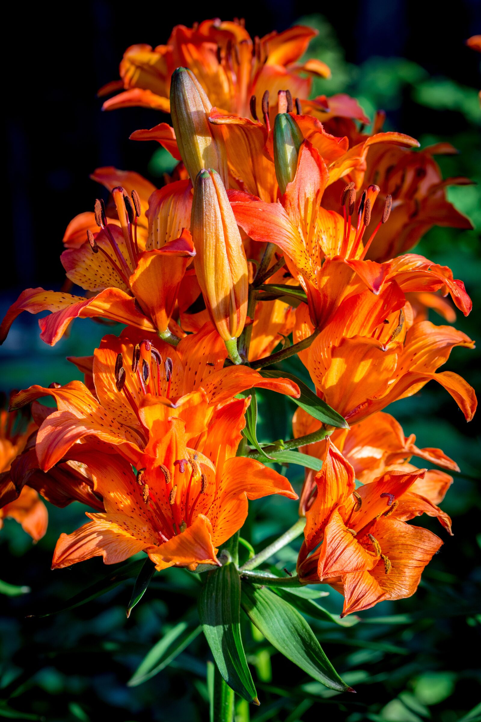 Nikon D7100 sample photo. Fire-lily, lilium bulbiferum, inflorescence photography