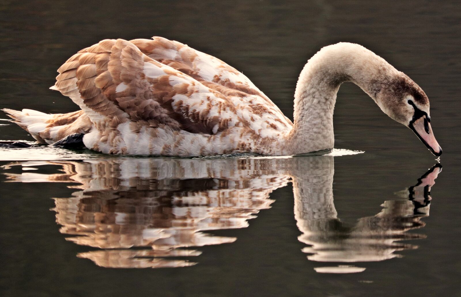 Canon EOS 80D sample photo. Swan, water, white photography