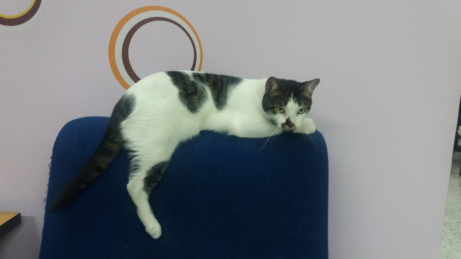 Samsung Galaxy J5 sample photo. Feline, cat, rest photography