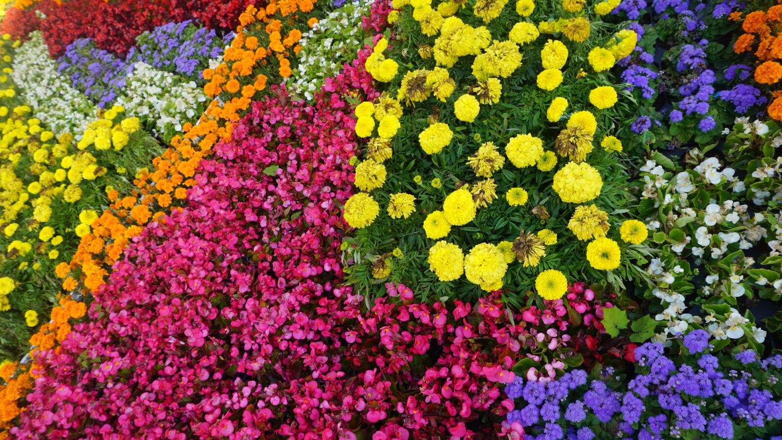Sony a6000 sample photo. Park, flowers, nature photography