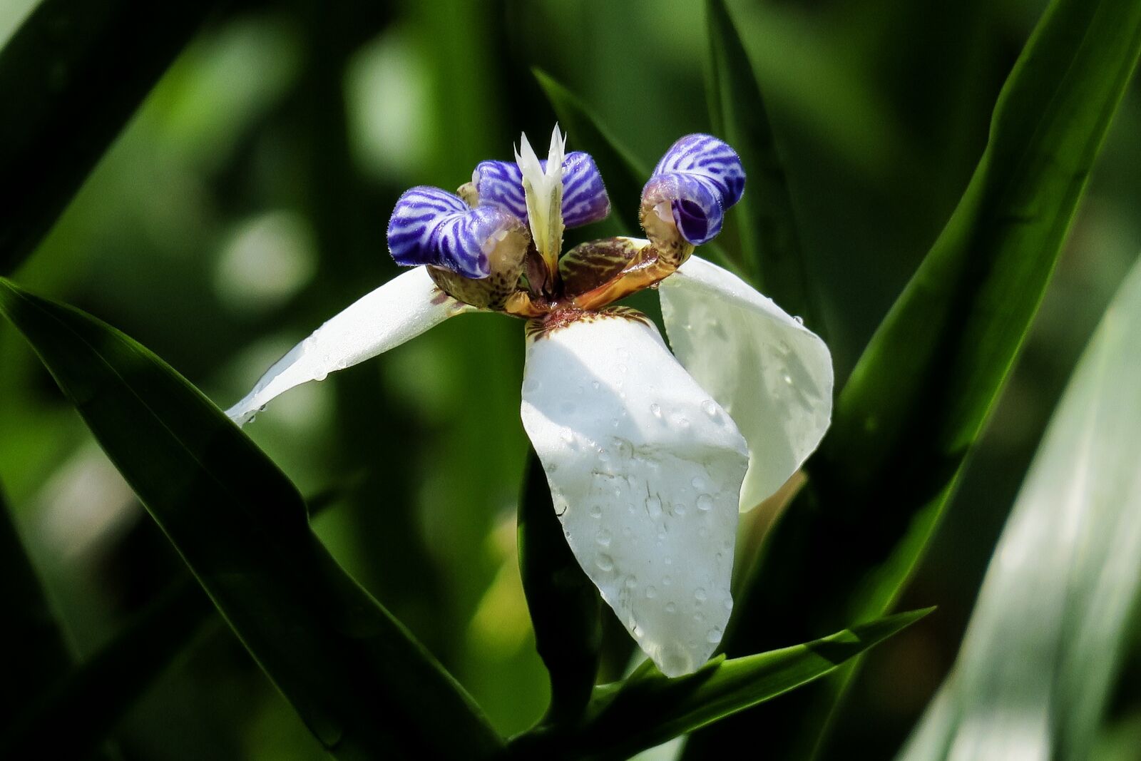 Canon PowerShot G3 X sample photo. Iris, nature, plant photography
