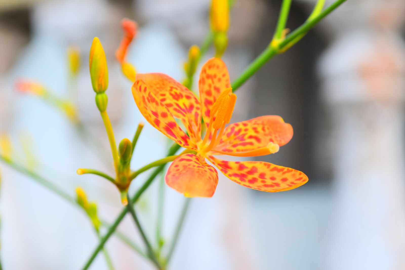 Nikon D5500 sample photo. Flower, orchid, nature photography