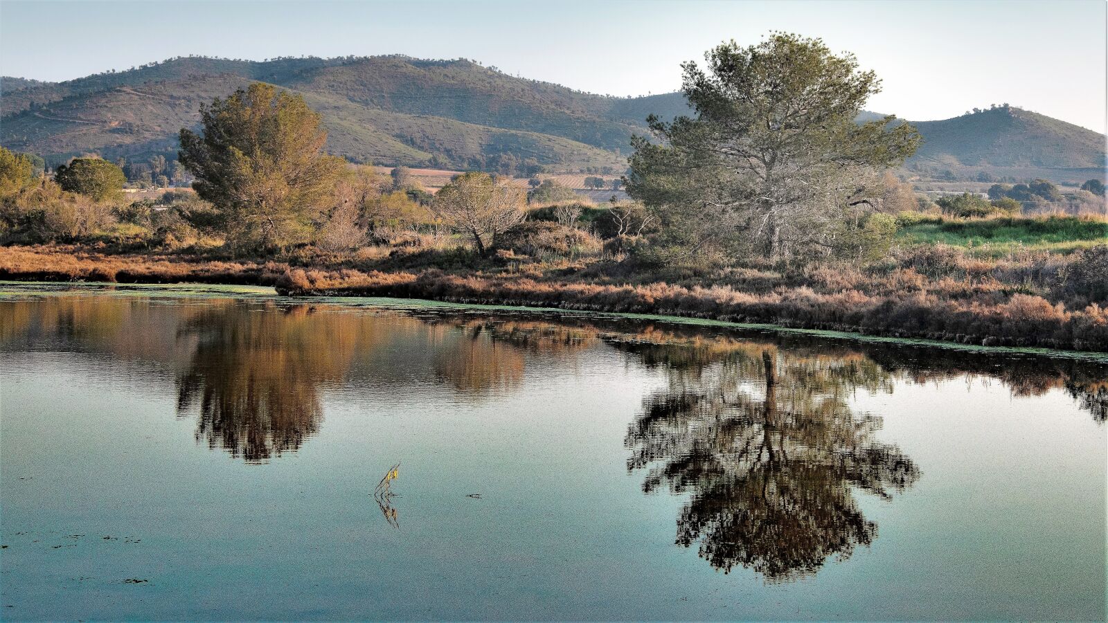 Nikon D5600 sample photo. Water, tree, spring photography