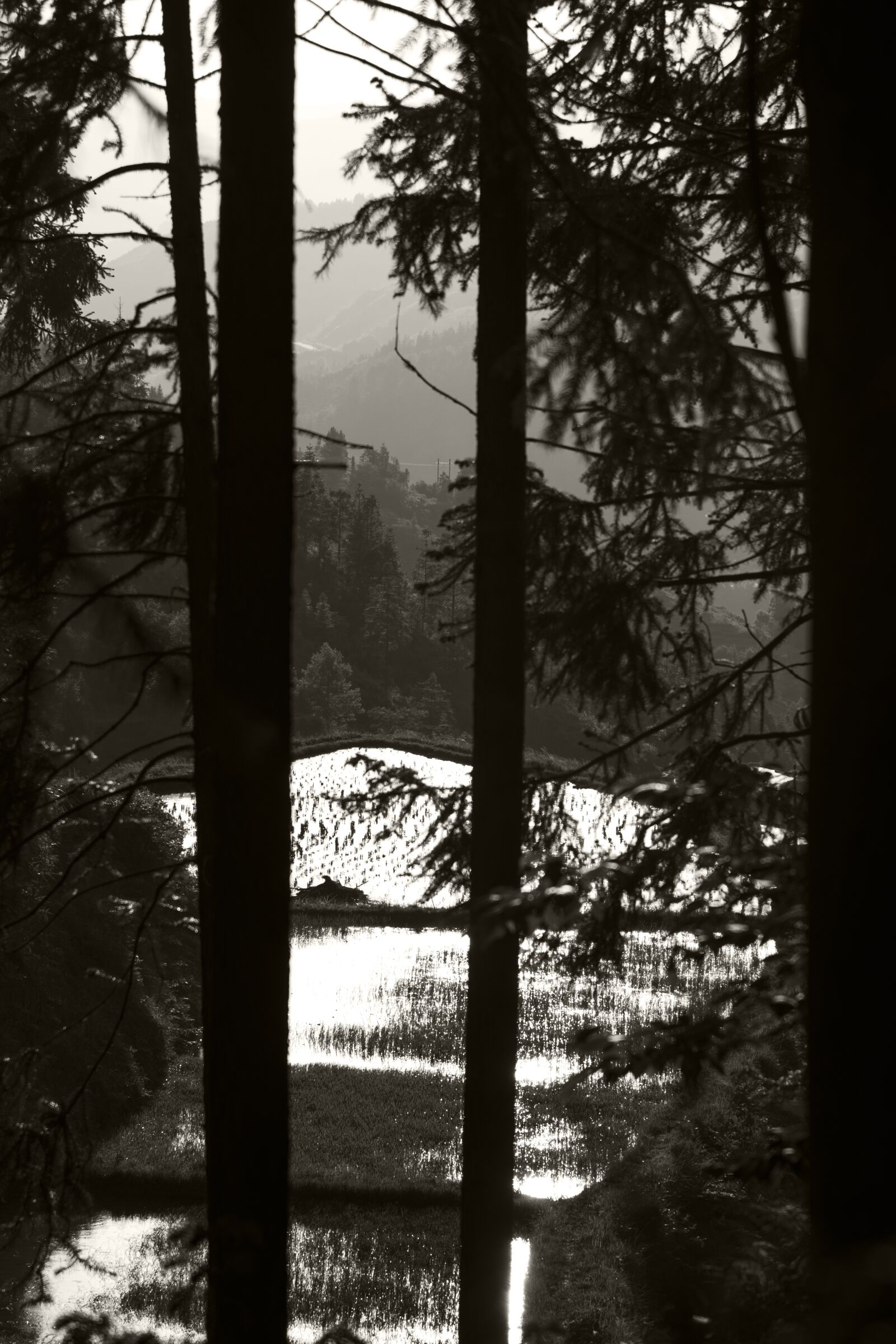 Nikon D750 sample photo. Black and white, woods photography