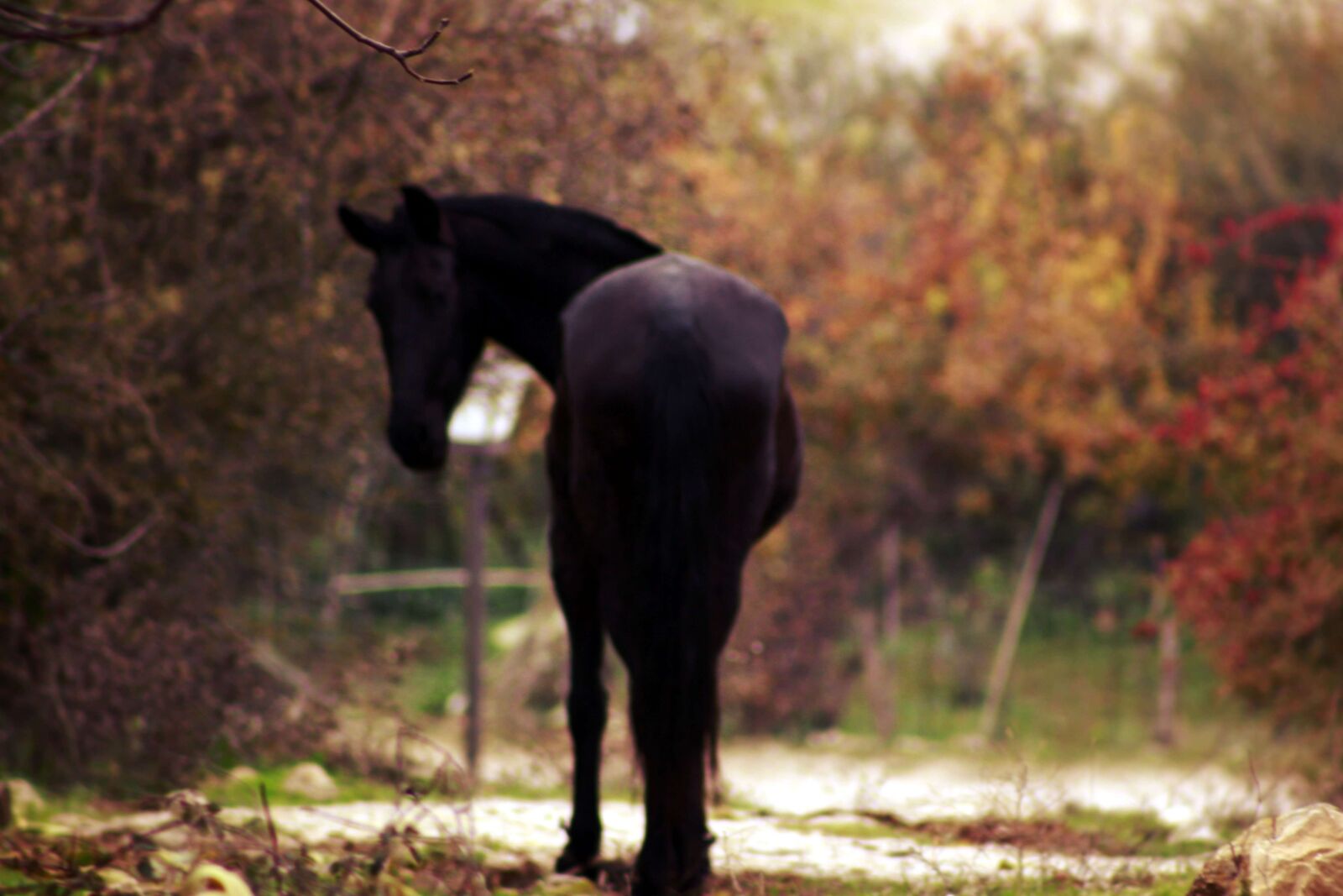 Canon EF75-300mm f/4-5.6 sample photo. Benalauria, nature, andalusia photography