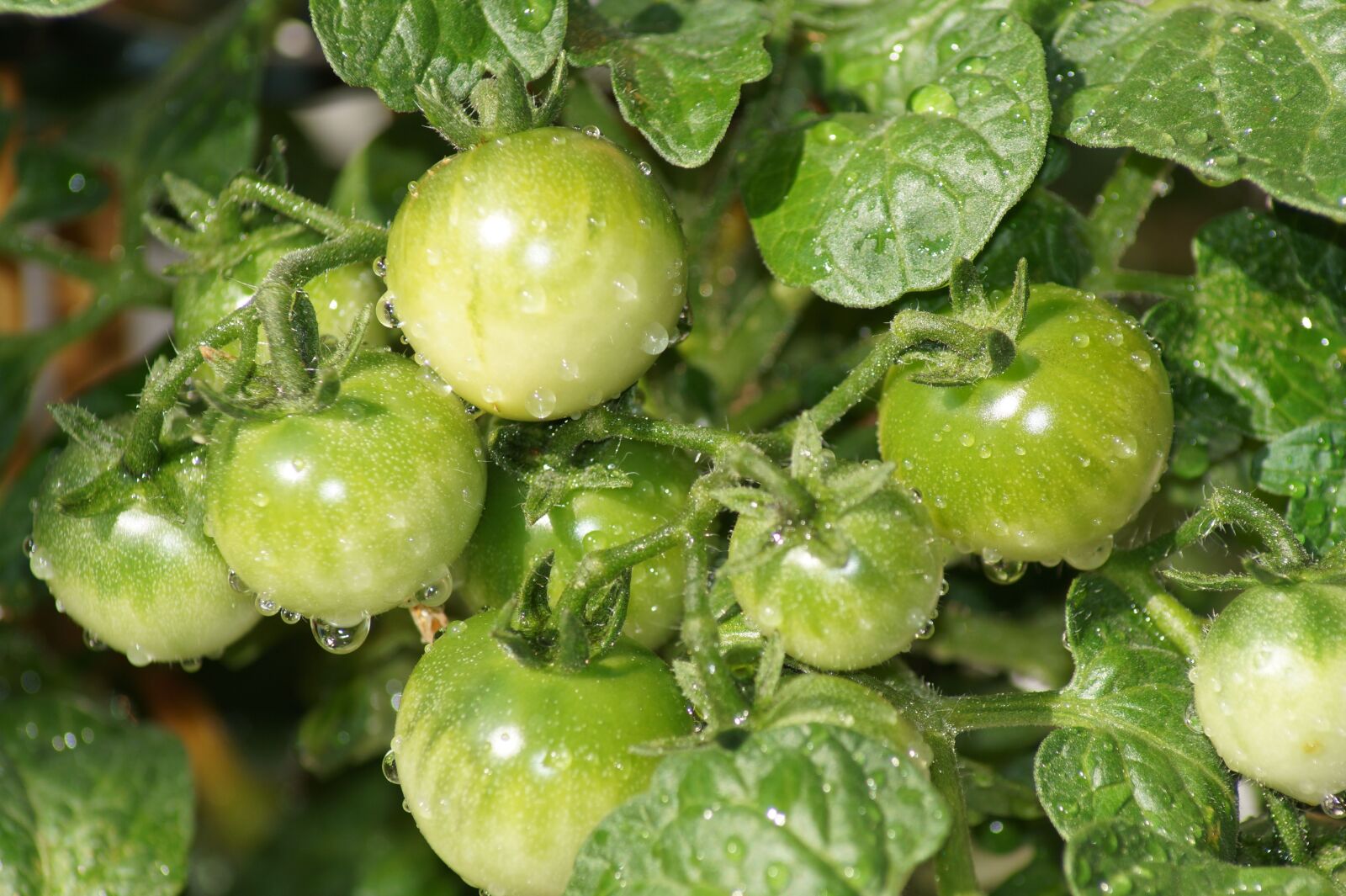 Sony SLT-A58 sample photo. Tomatoes, green, healthy photography
