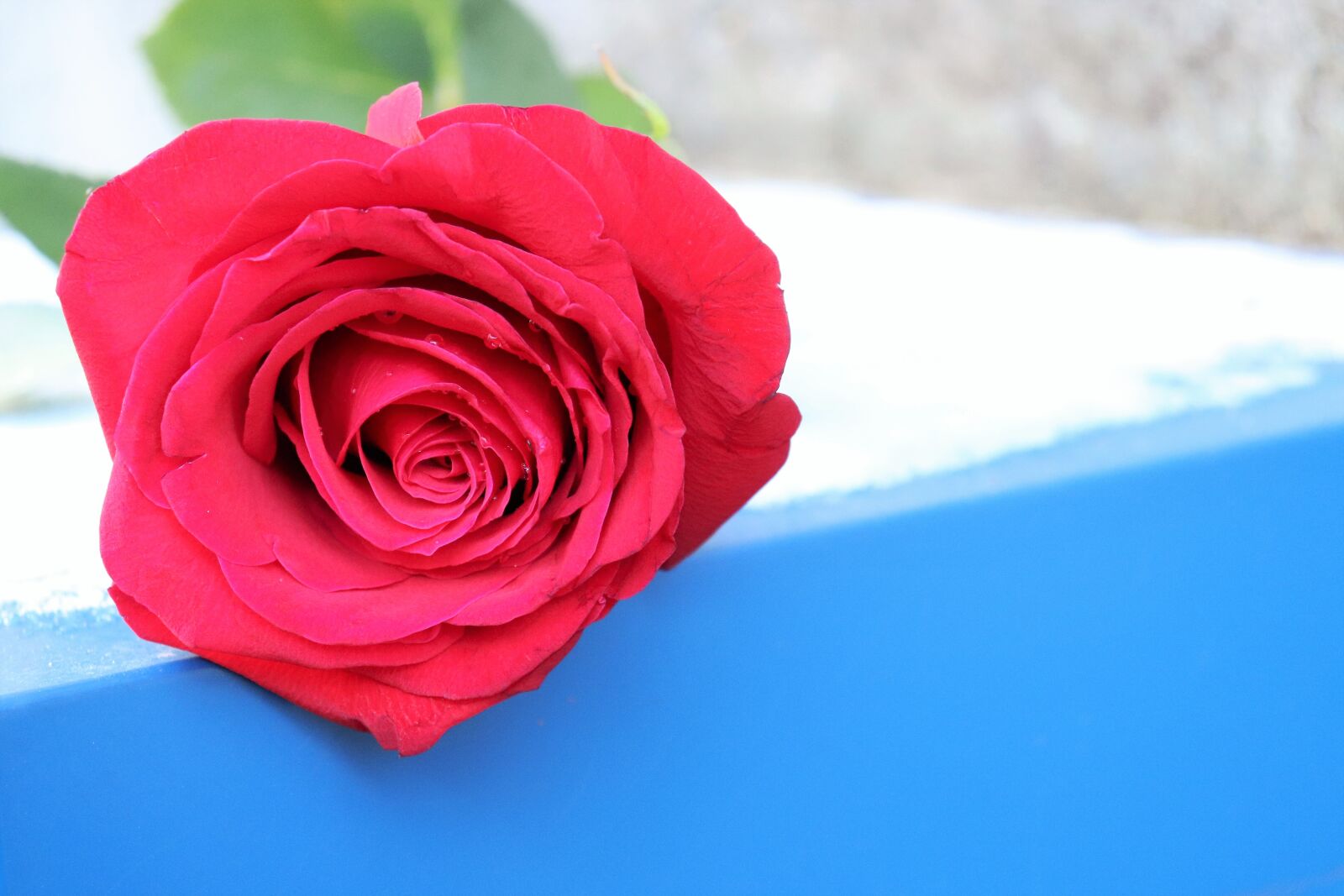 Canon EOS 200D (EOS Rebel SL2 / EOS Kiss X9) sample photo. Red rose, love symbol photography