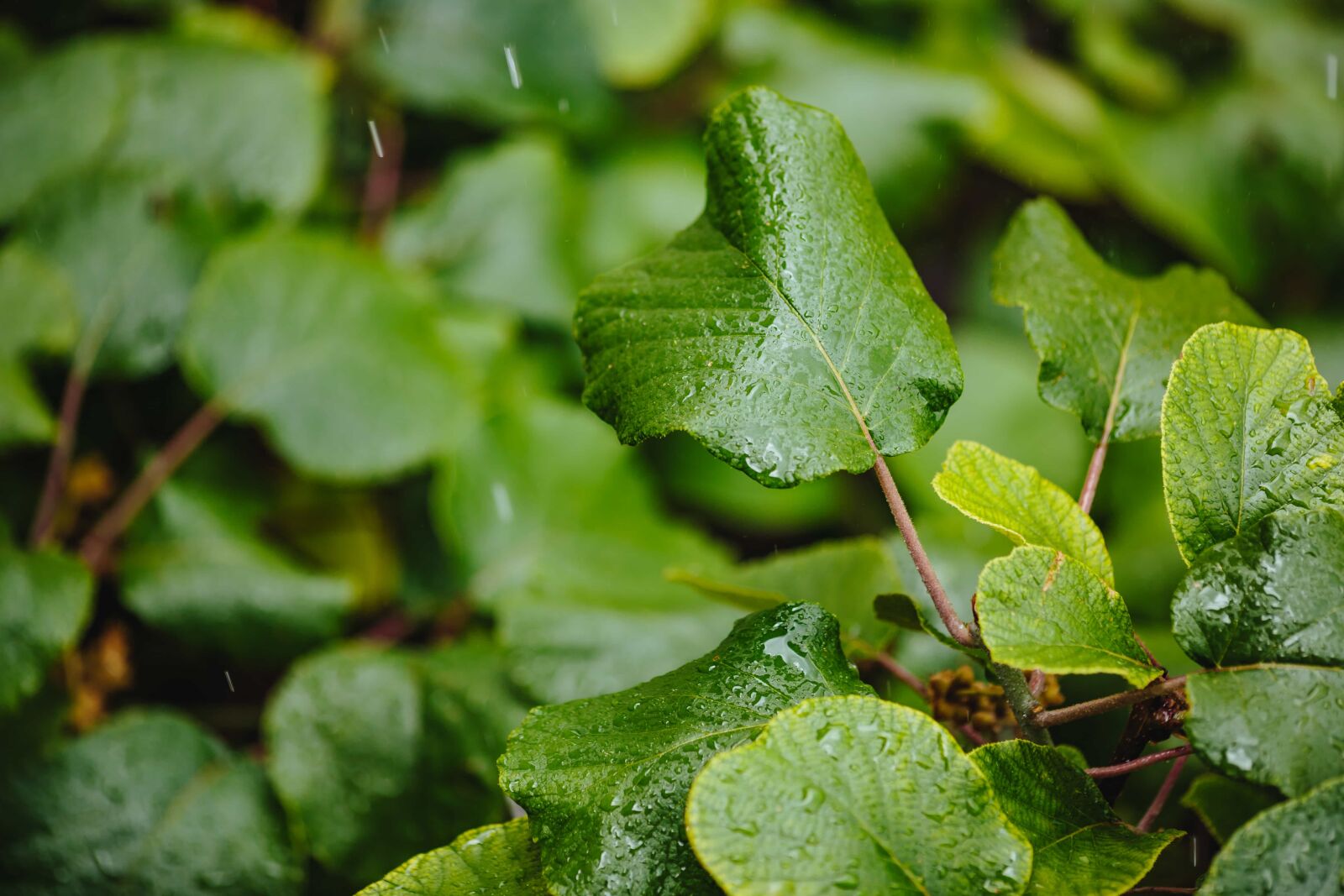 Canon EF 135mm F2L USM sample photo. Green leaf, green leaves photography
