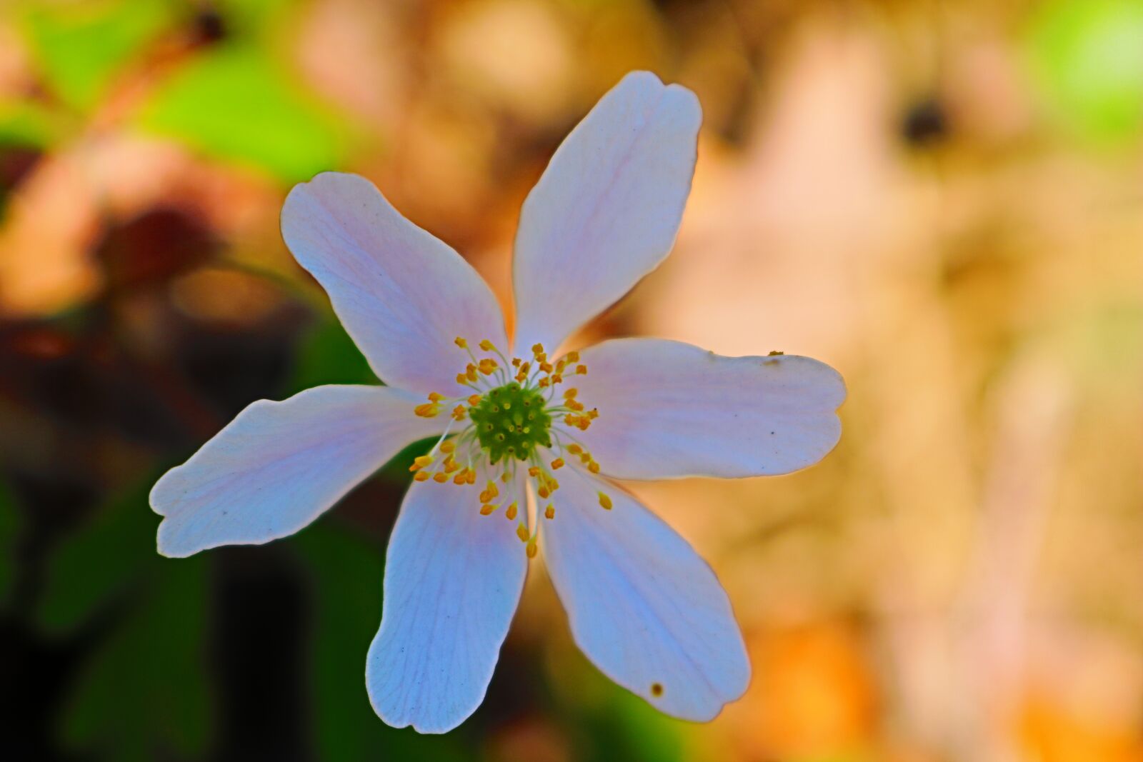 Canon EOS 750D (EOS Rebel T6i / EOS Kiss X8i) sample photo. Nature, flower, plant photography
