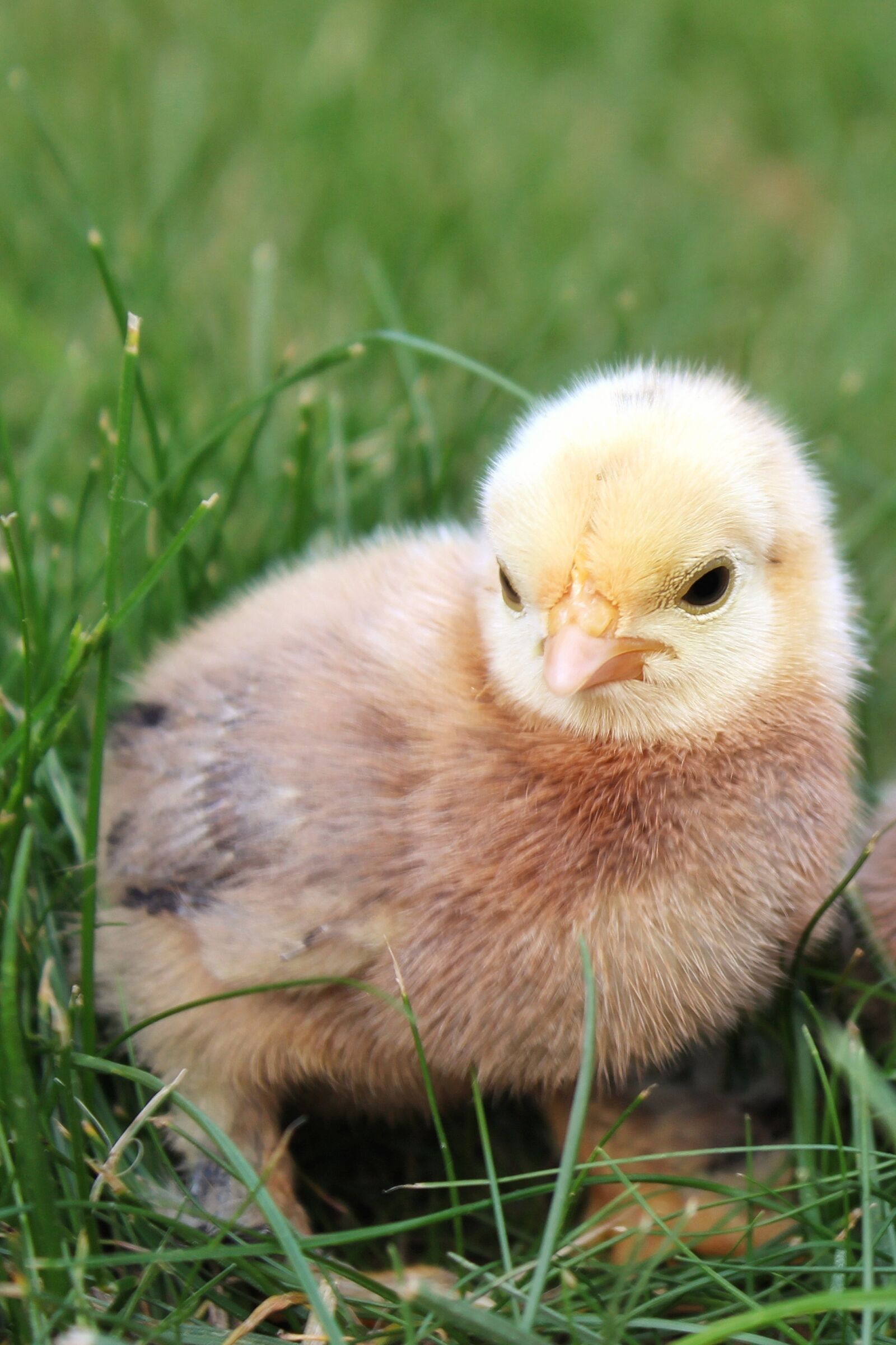 Canon EOS 1300D (EOS Rebel T6 / EOS Kiss X80) sample photo. Chicks, chicken, animal photography