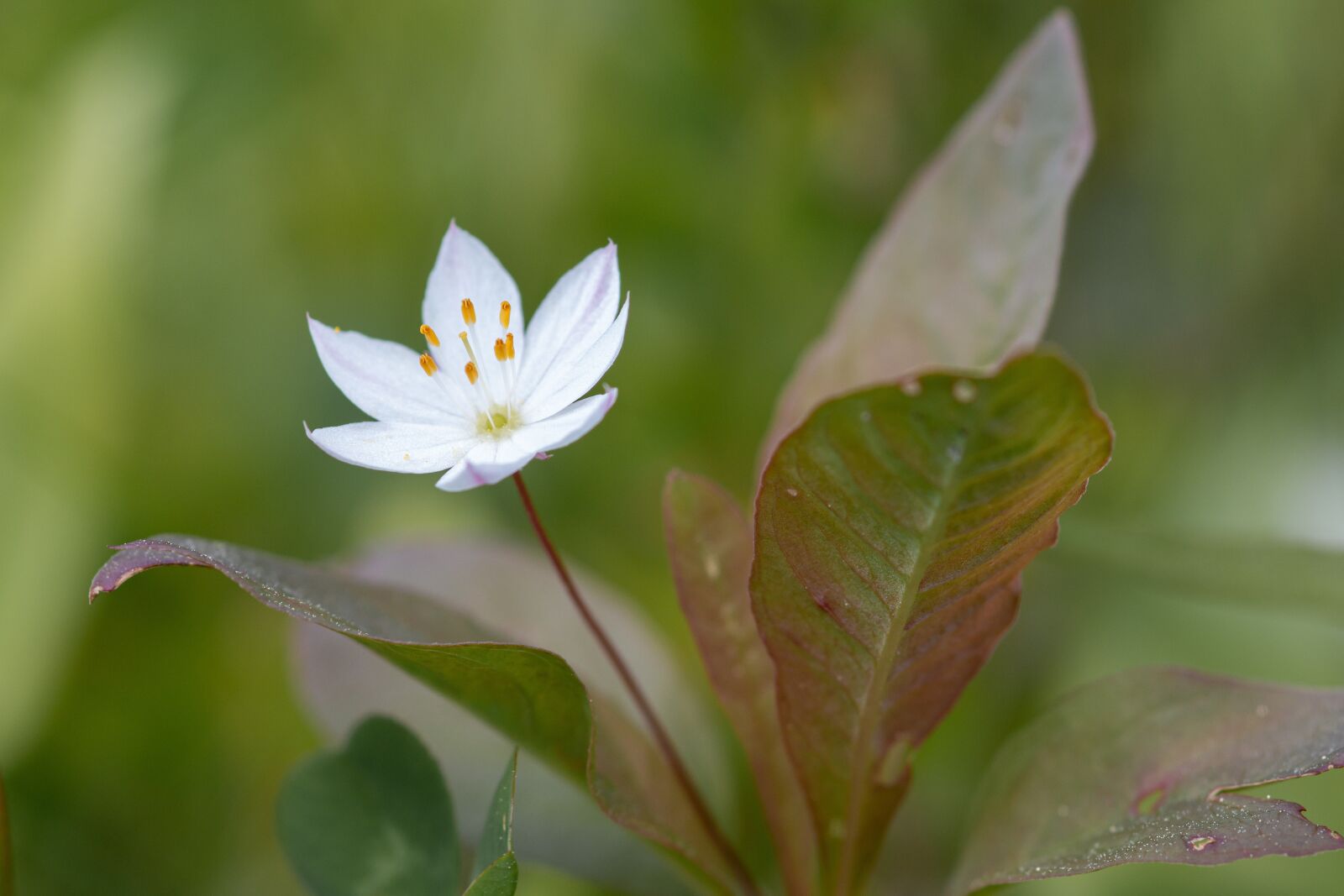 Canon EOS 70D sample photo. Star flower, lapland, finland photography