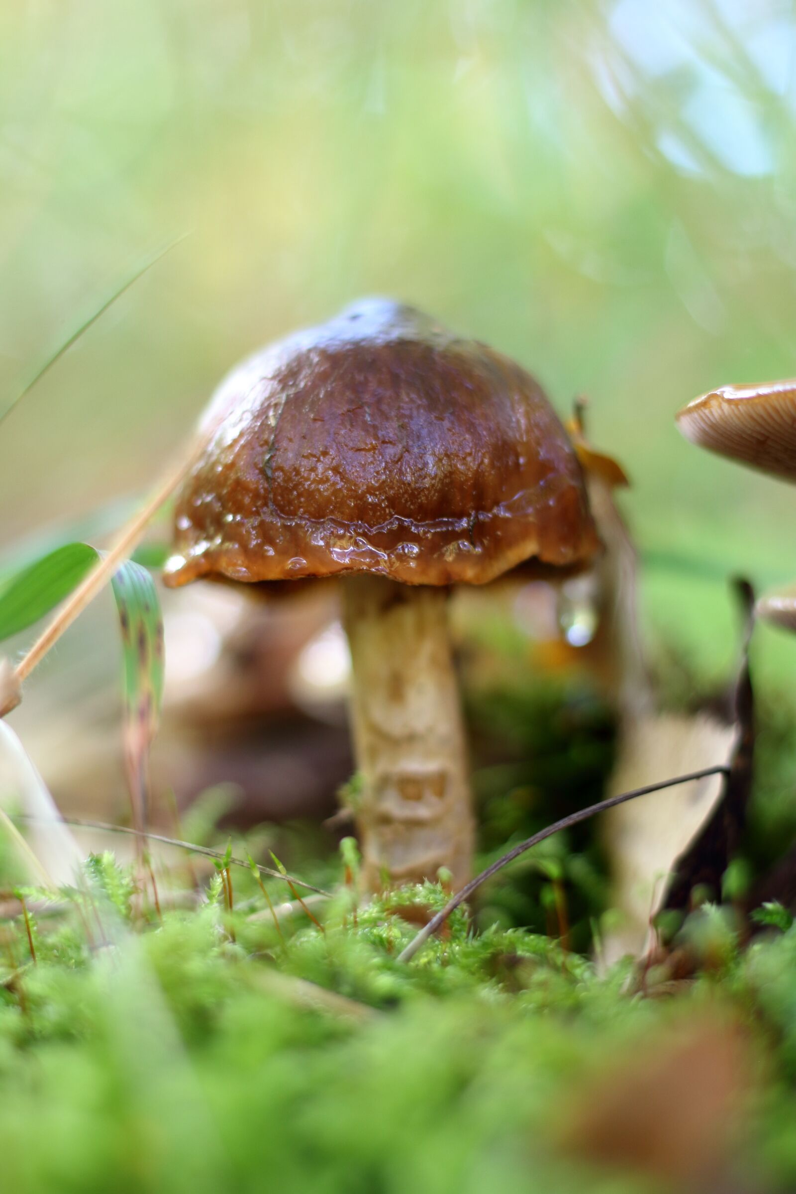 Canon EOS 1200D (EOS Rebel T5 / EOS Kiss X70 / EOS Hi) + Canon EF 50mm F1.8 STM sample photo. Mushroom, forest mushroom, forest photography