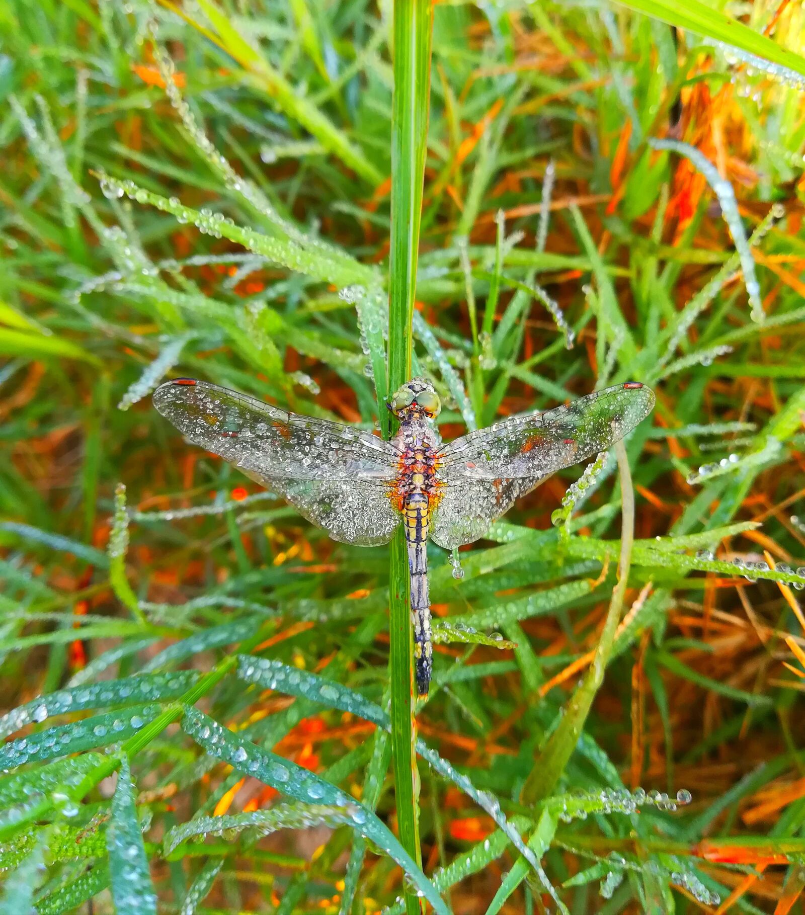 HUAWEI P10 lite sample photo. Dragonfly, dew, nature photography