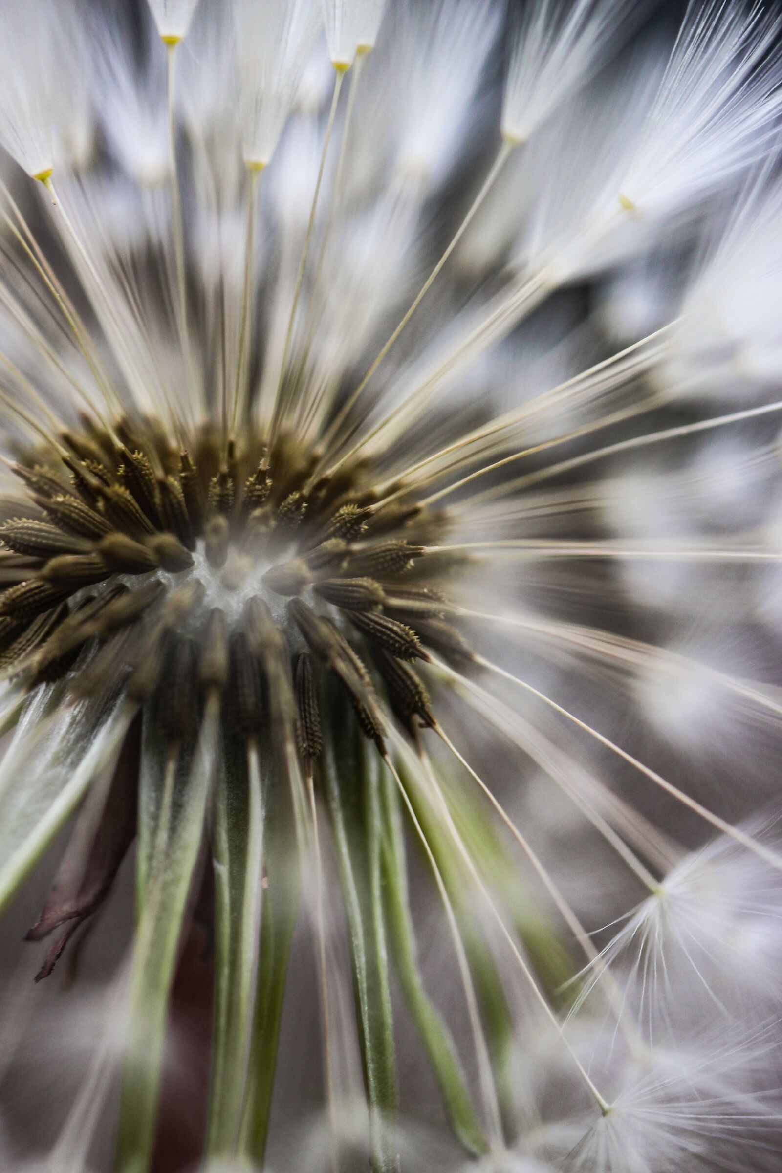 Canon EF-S 35mm F2.8 Macro IS STM sample photo. Nature, dandelion, close up photography