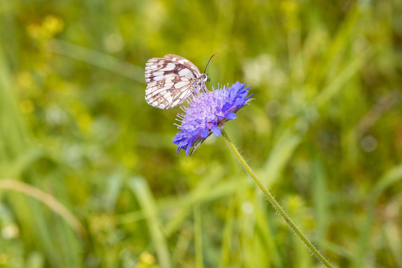 Nikon D7100 sample photo. Butterfly, chessboard butterfly, ladies photography