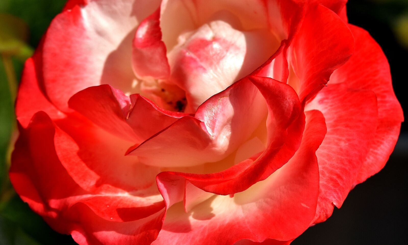 Nikon D7200 sample photo. Rose, flower, plant photography