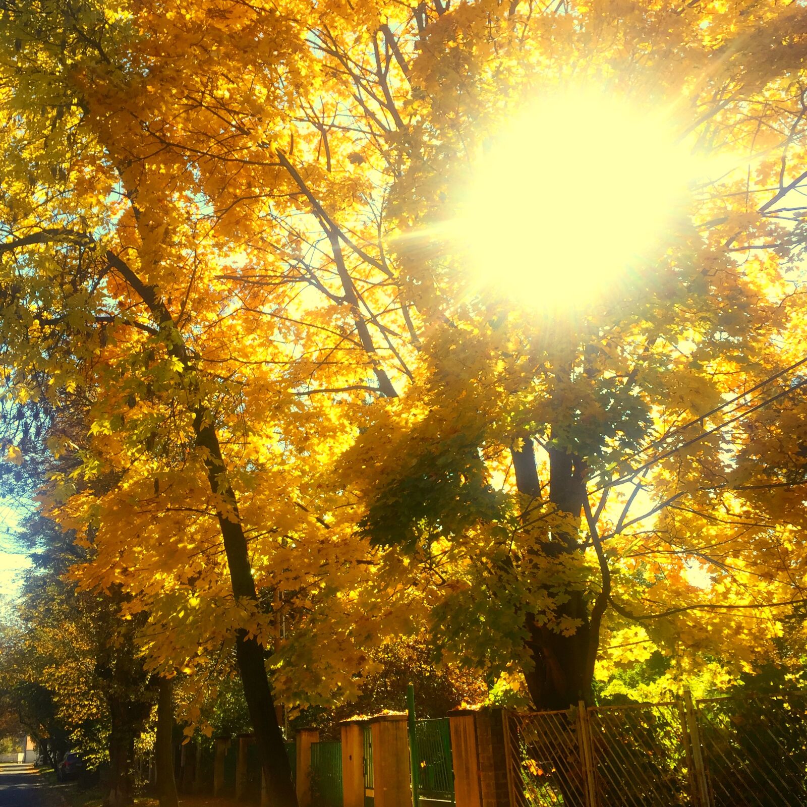 iPhone 6 back camera 4.15mm f/2.2 sample photo. Autumn, fall, golden, sun photography
