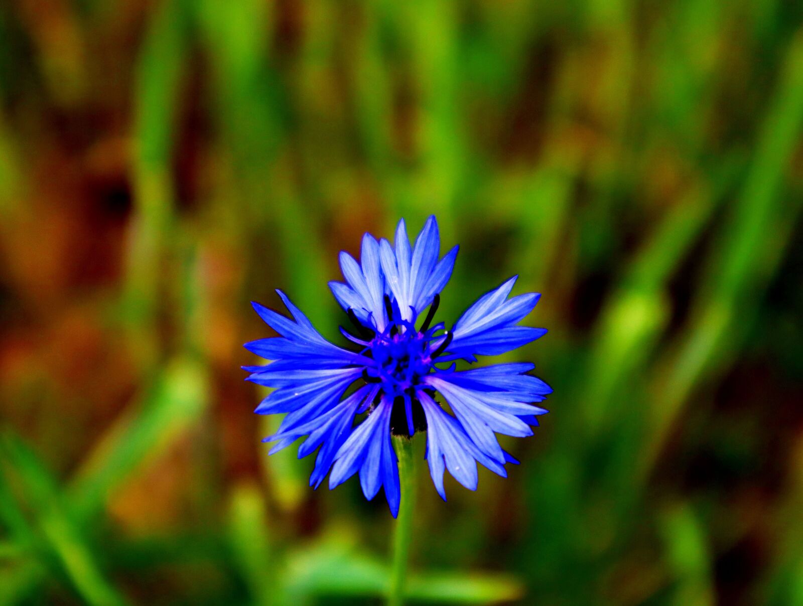 Canon EOS M50 (EOS Kiss M) sample photo. Cornflower, blue, cornflowers photography
