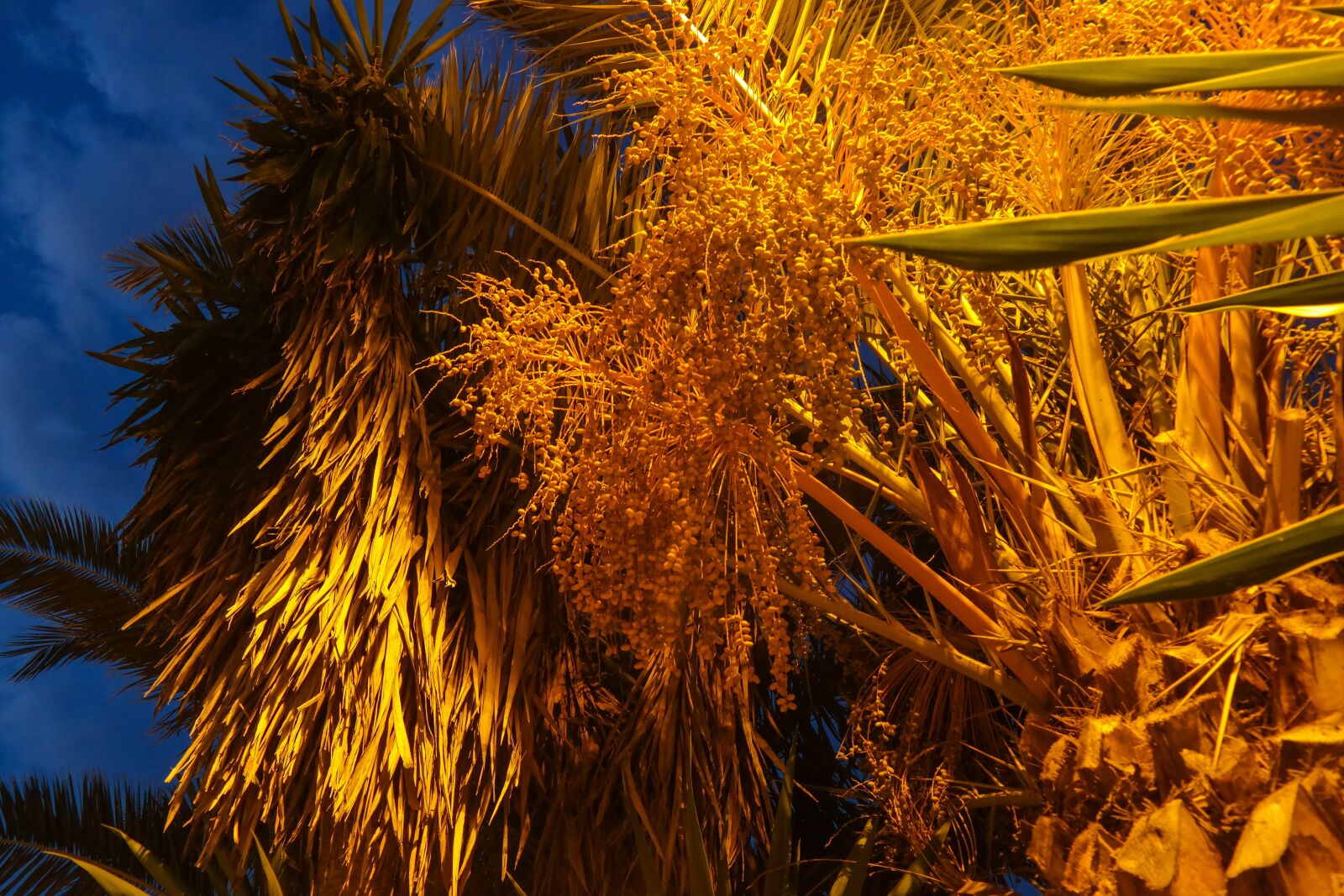 Samsung NX300 sample photo. Date palm, dates, plant photography