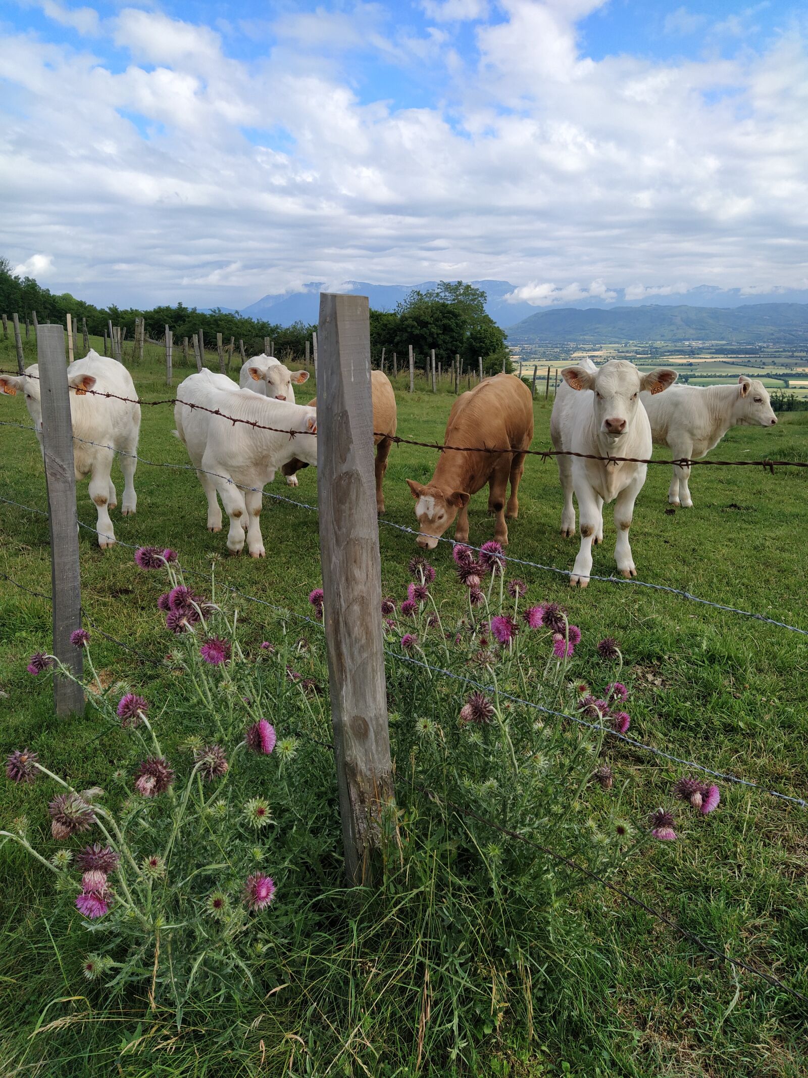 Xiaomi Mi A3 sample photo. Cow, thistle, isère photography