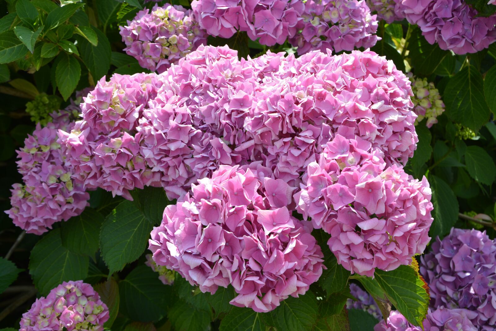Nikon D5200 sample photo. Flower, flowers hydrangea, hydrangea photography