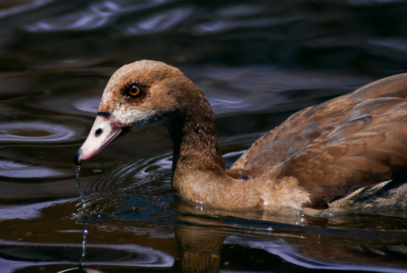 Minolta AF 100-300mm F4.5-5.6 sample photo. Animal, avian, beak, blur photography