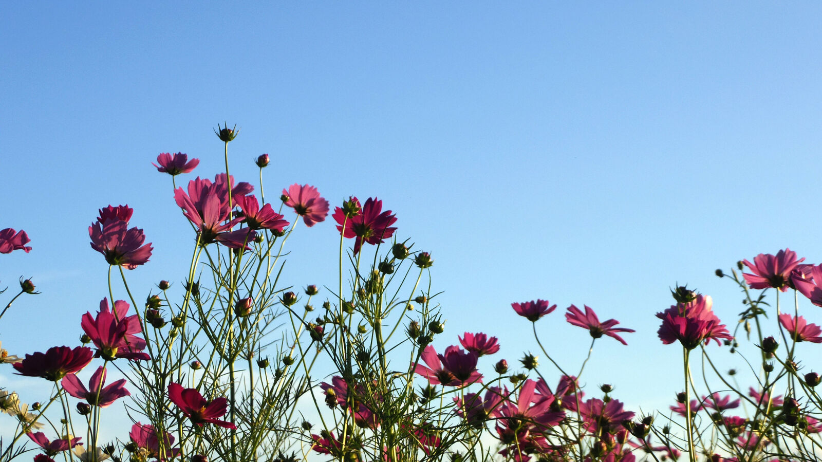 Pentax Q10 sample photo. Flower photography