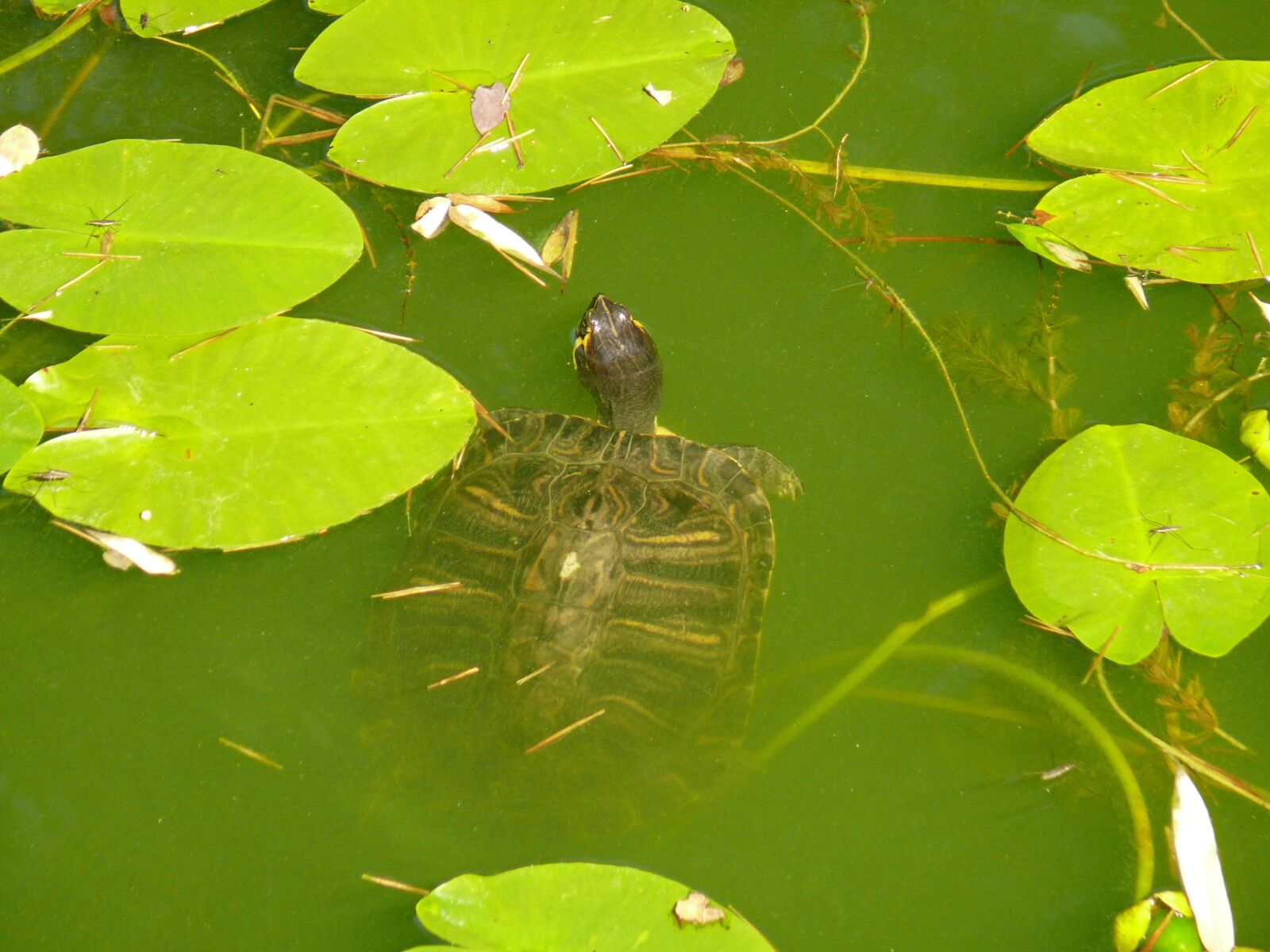Panasonic DMC-FZ50 sample photo. Water turtle, turtle, water photography