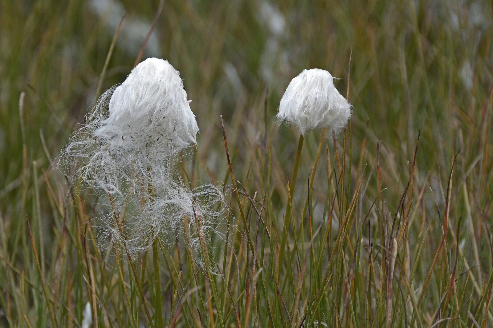 Nikon D7100 sample photo. Cottongrass, plant, white photography