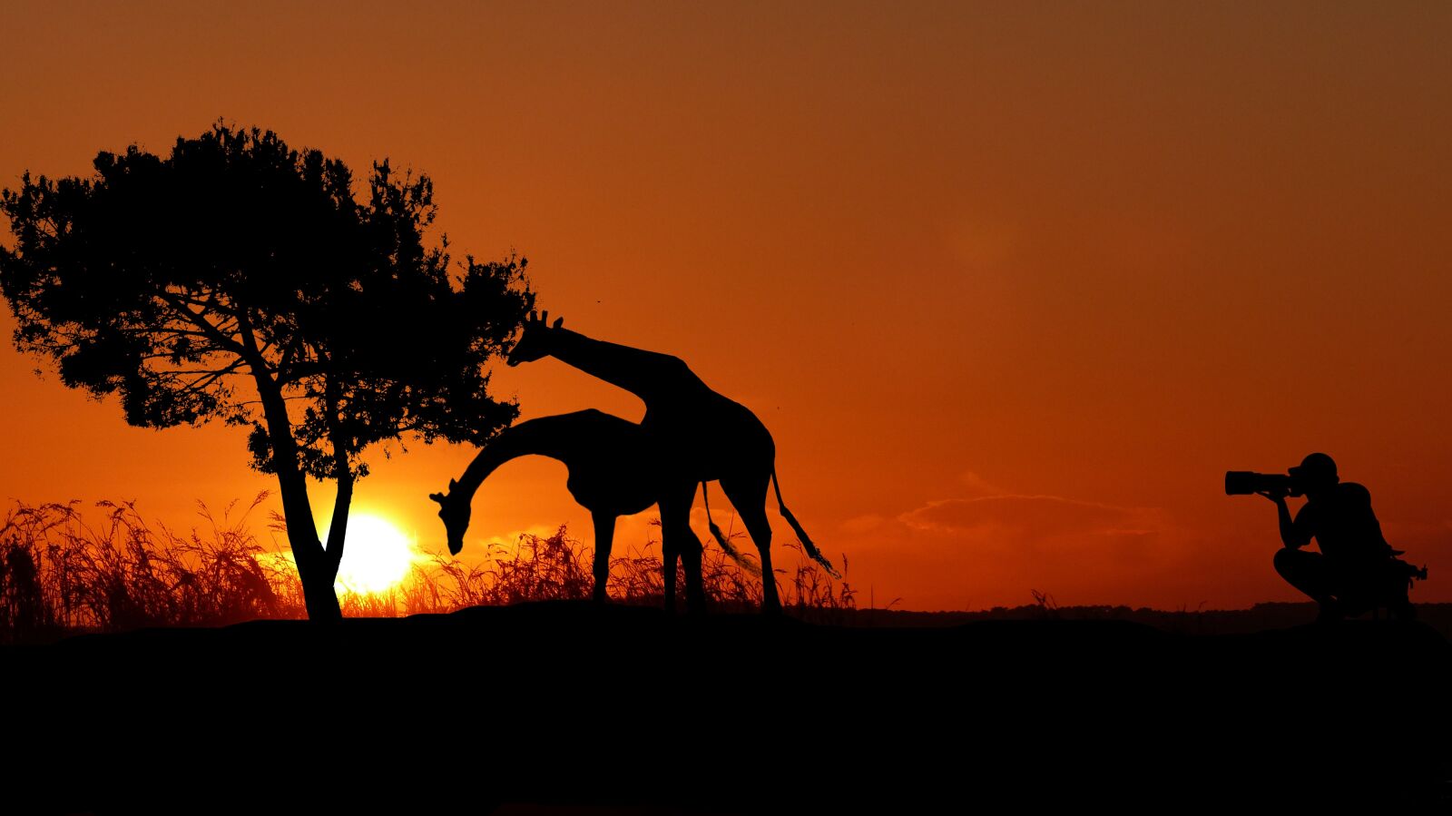 Panasonic Lumix DMC-FZ200 sample photo. Sunset, giraffes, photographer photography