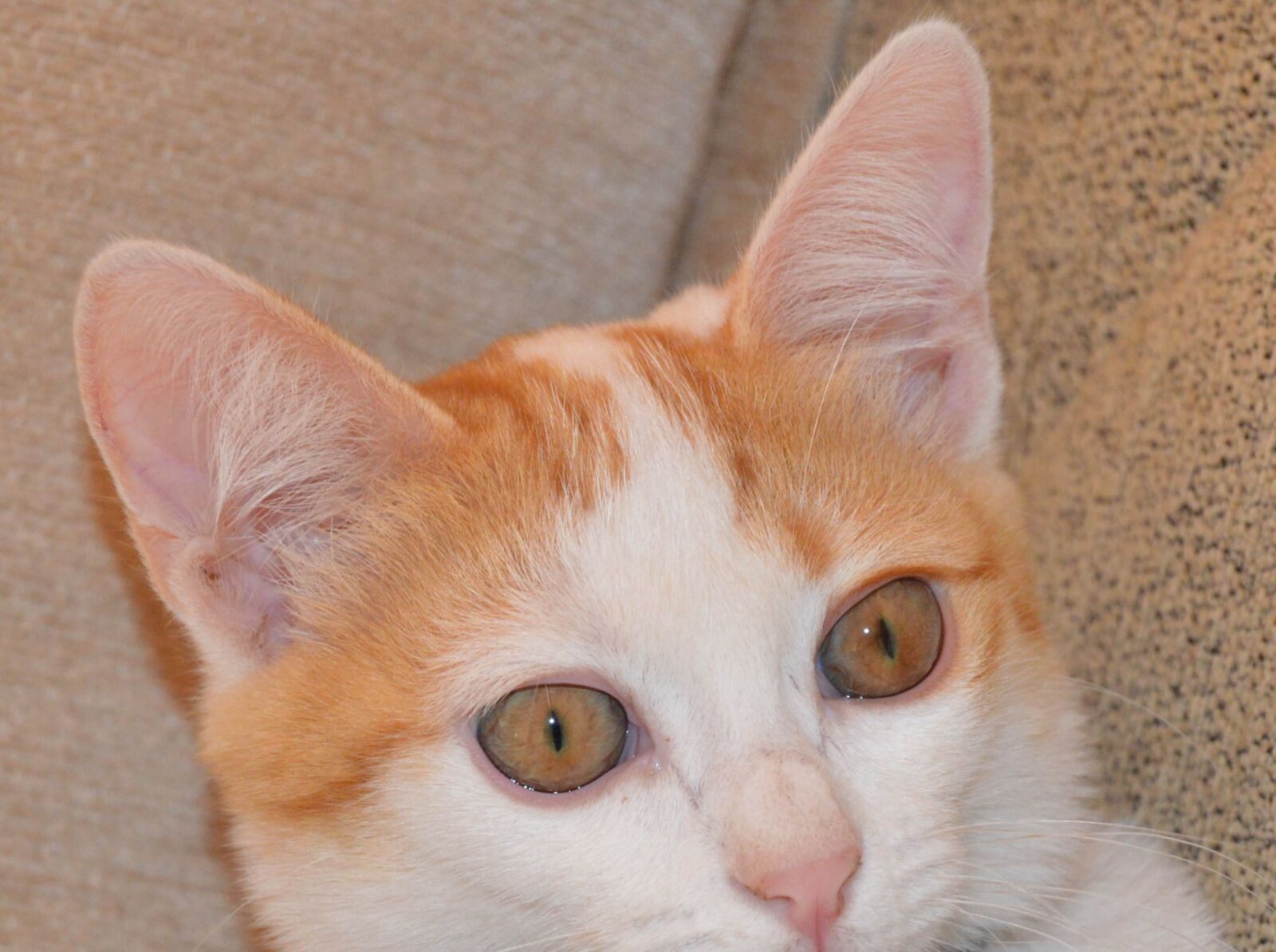 Nikon D3200 sample photo. Cat, disaster photography
