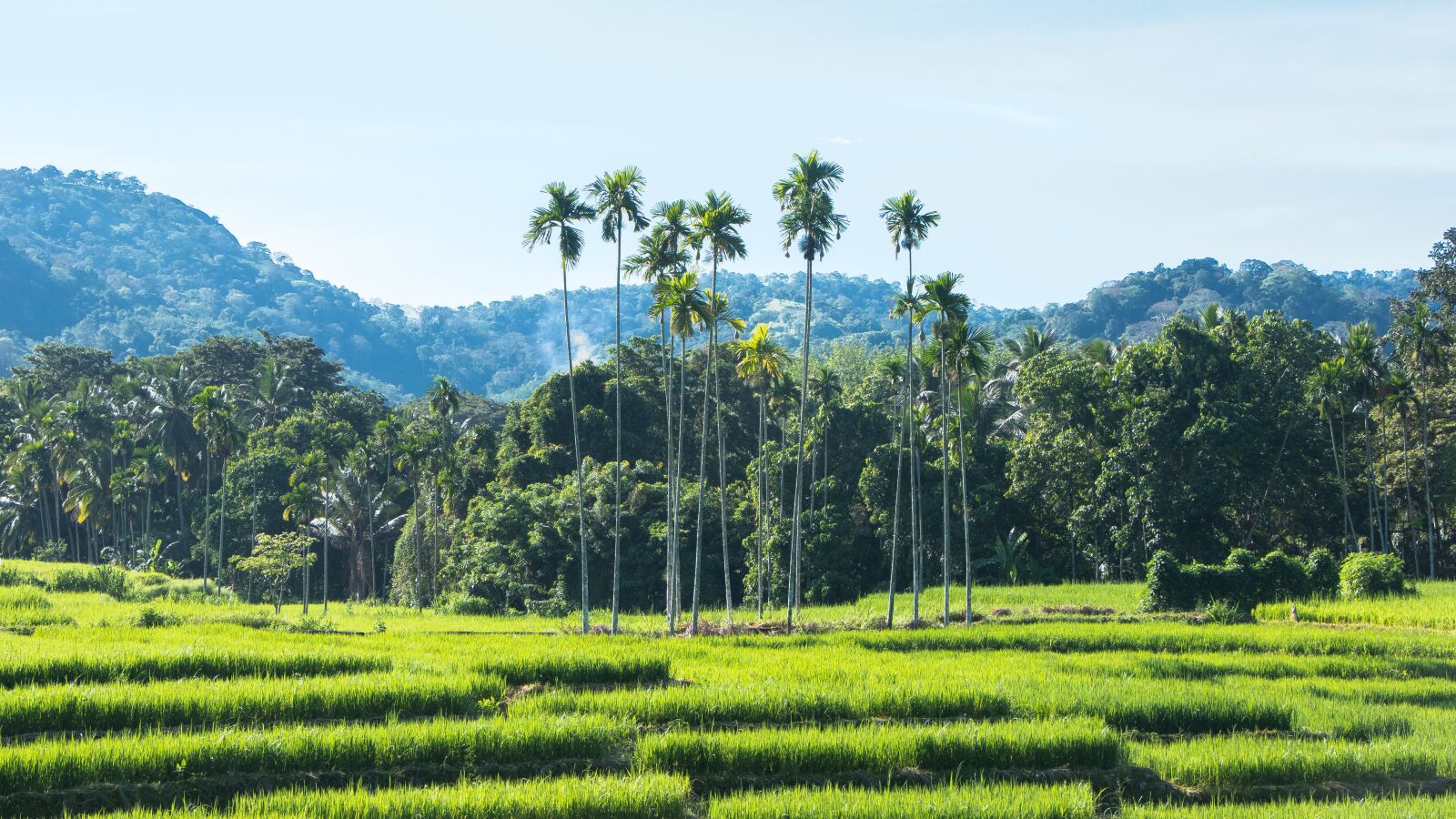 Canon EOS 70D + Canon EF-S 18-135mm F3.5-5.6 IS STM sample photo. Paddy field, trees, green photography