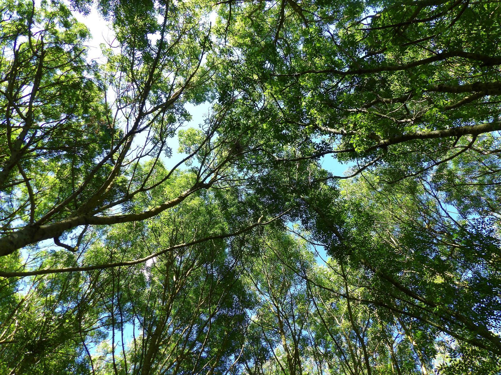 Kodak PIXPRO AZ521 sample photo. Trees, diving against, nature photography