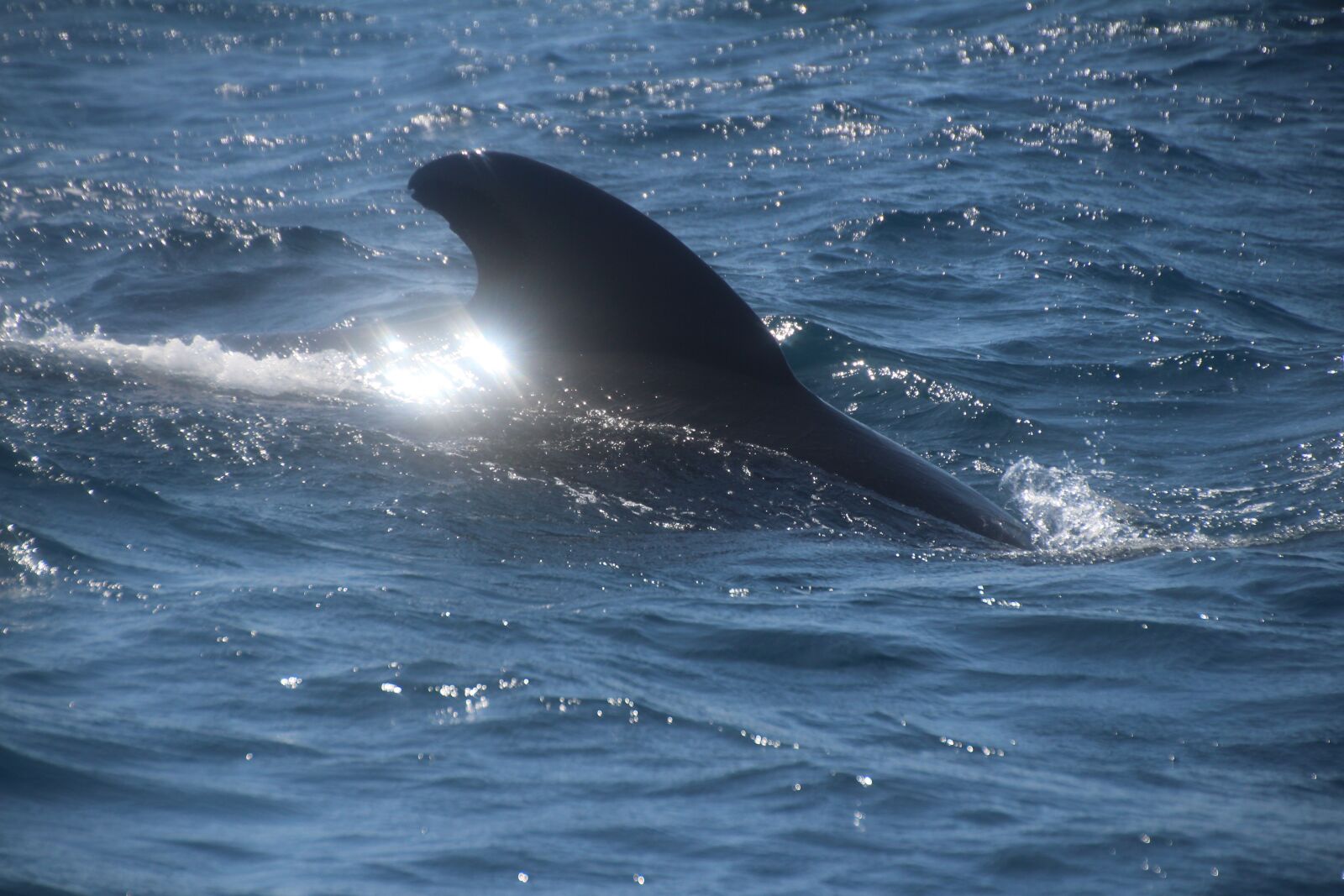 Canon EOS 700D (EOS Rebel T5i / EOS Kiss X7i) sample photo. Wal, marine biology, exploration photography