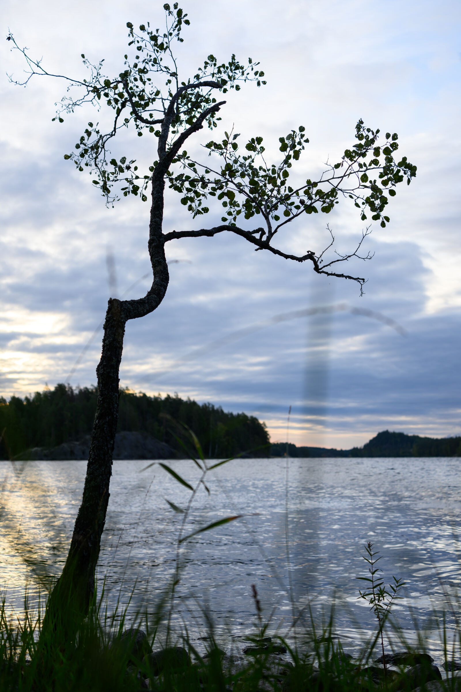 Nikon Z8 sample photo. Lonely tree by the photography