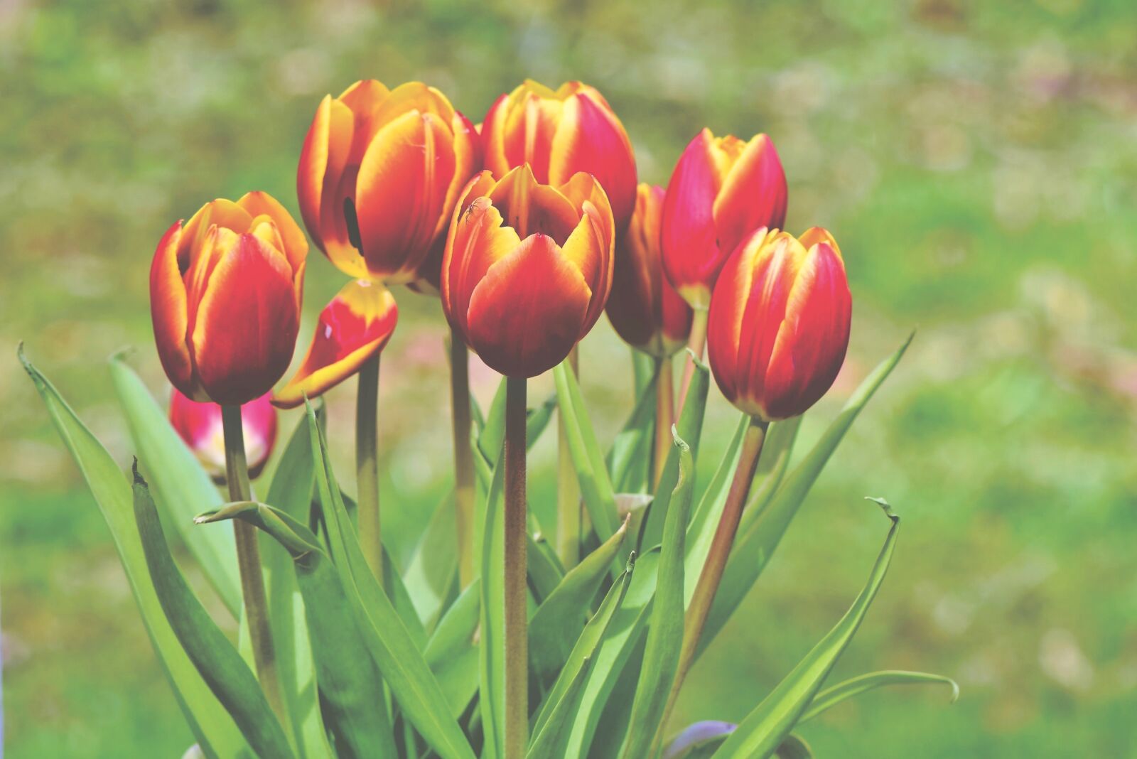Nikon D7200 sample photo. Tulip, tulip bouquet, bouquet photography