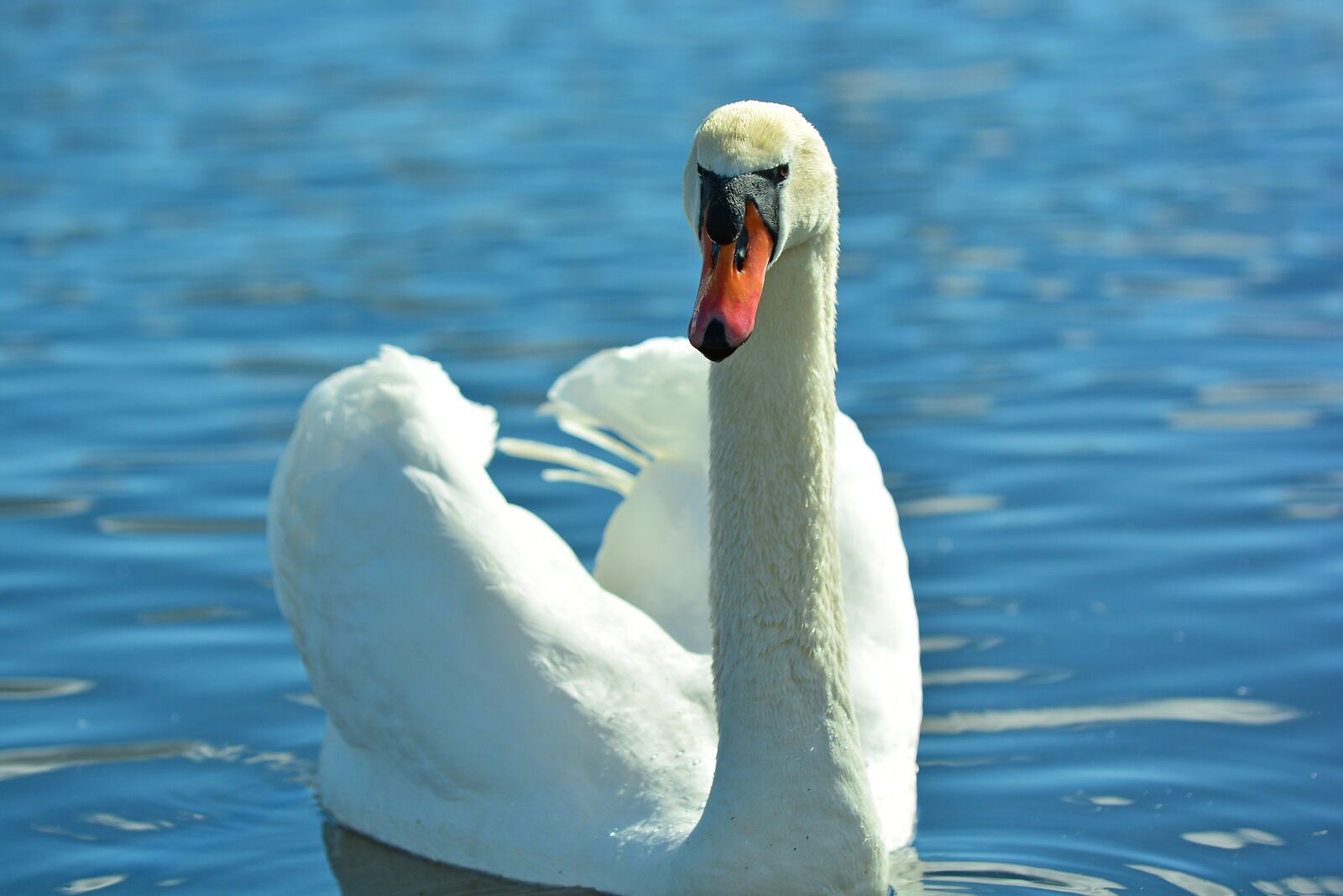 Nikon D7100 sample photo. Swan, animals, water photography