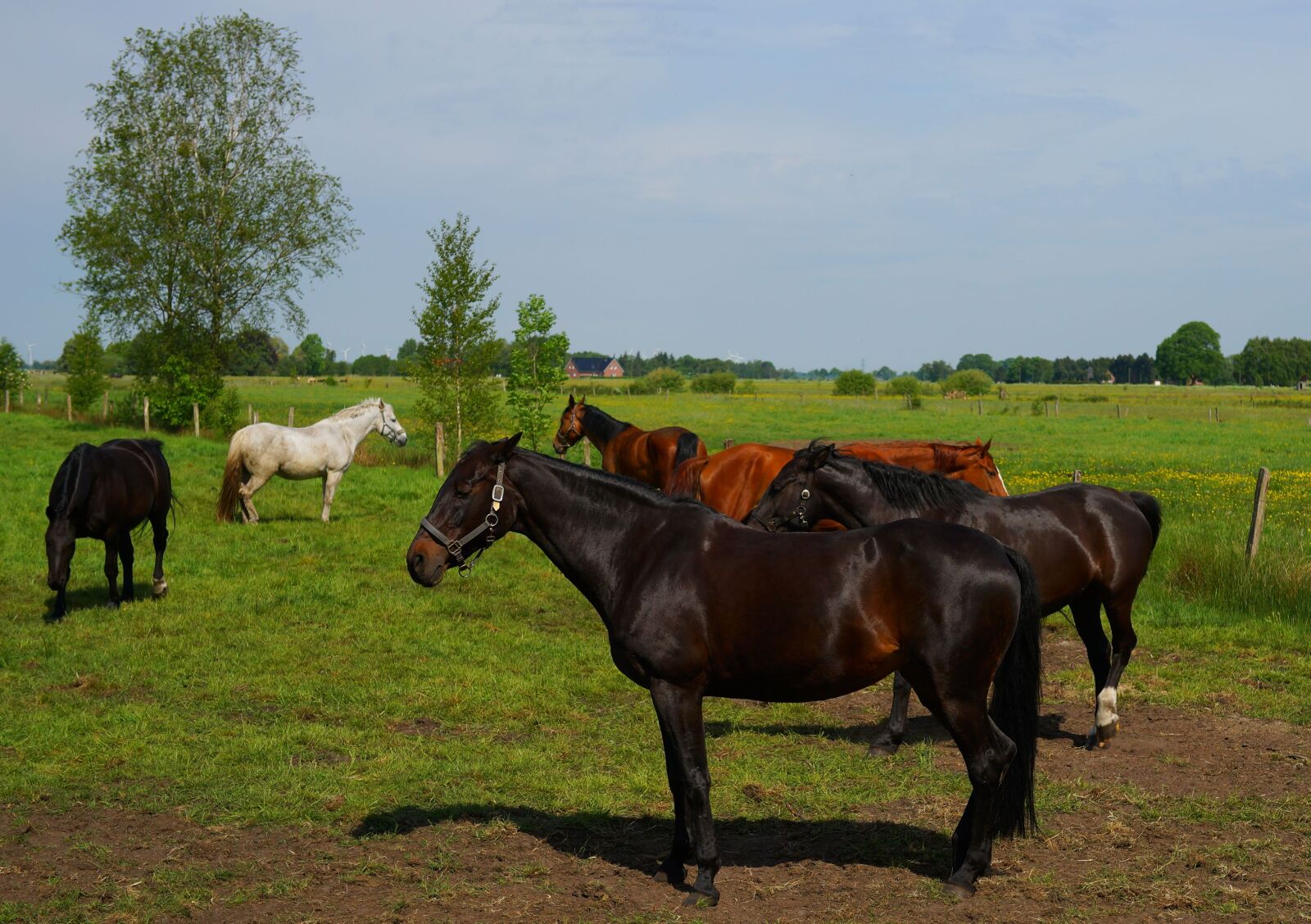 Sony a99 II + Sony Planar T* 50mm F1.4 ZA SSM sample photo. Pasture, horses, graze photography