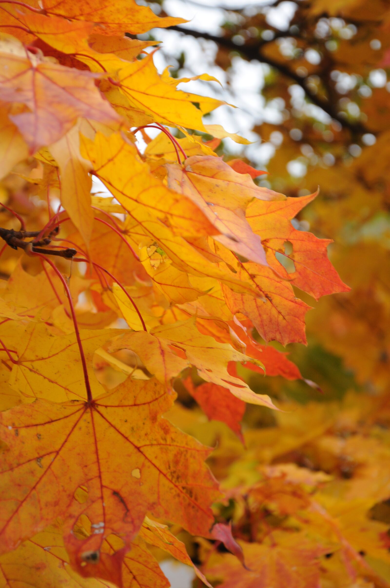 Nikon D90 sample photo. Autumn, fall, leaves photography